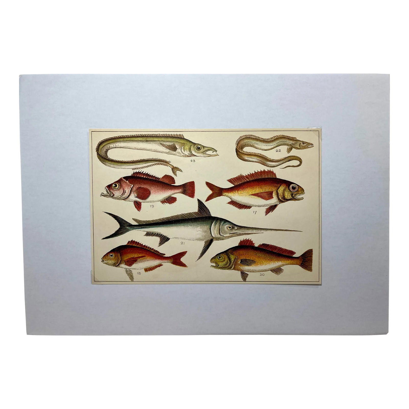 Antique Fish Print From England Featuring a Pandora, Bergylt, Shadow Fish, Swordfish , Hairtail & Sc (1 of 12)