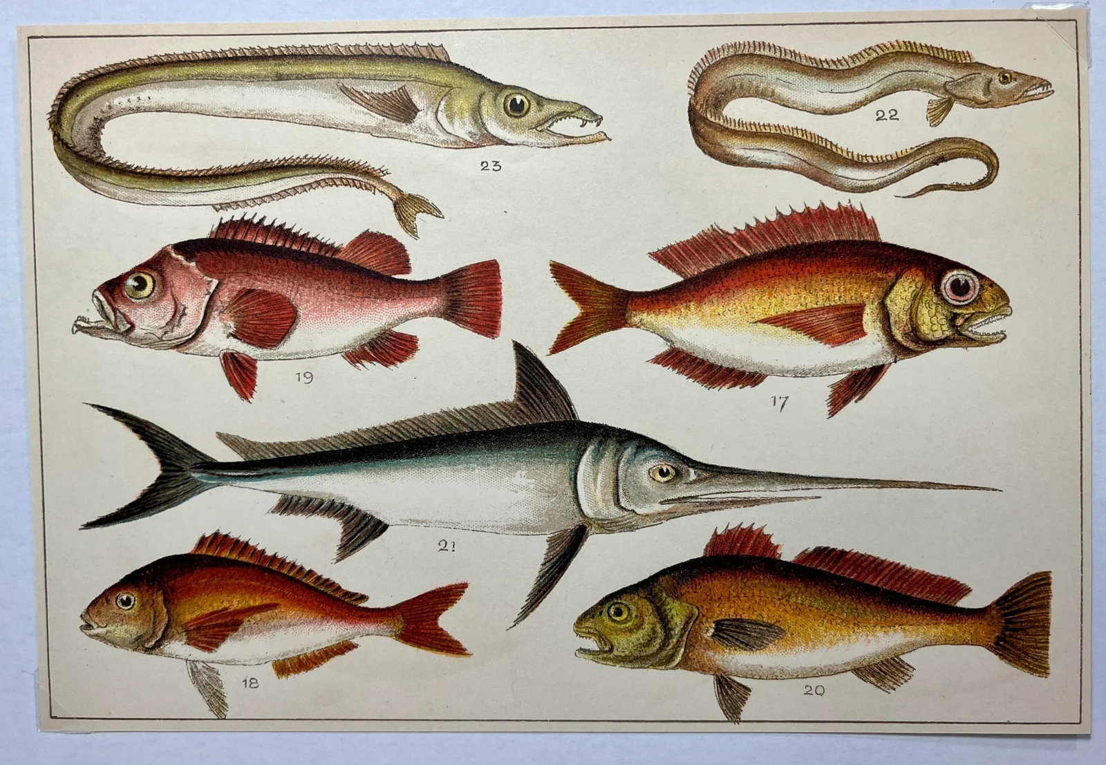 Antique Fish Print From England Featuring a Pandora, Bergylt, Shadow Fish, Swordfish , Hairtail & Sc - 2