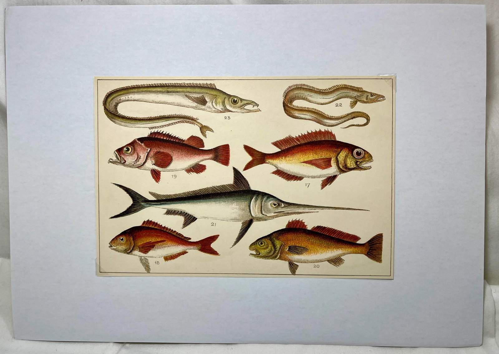 Antique Fish Print From England Featuring a Pandora, Bergylt, Shadow Fish, Swordfish , Hairtail & Sc - 3