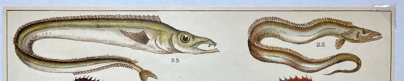 Antique Fish Print From England Featuring a Pandora, Bergylt, Shadow Fish, Swordfish , Hairtail & Sc - 4