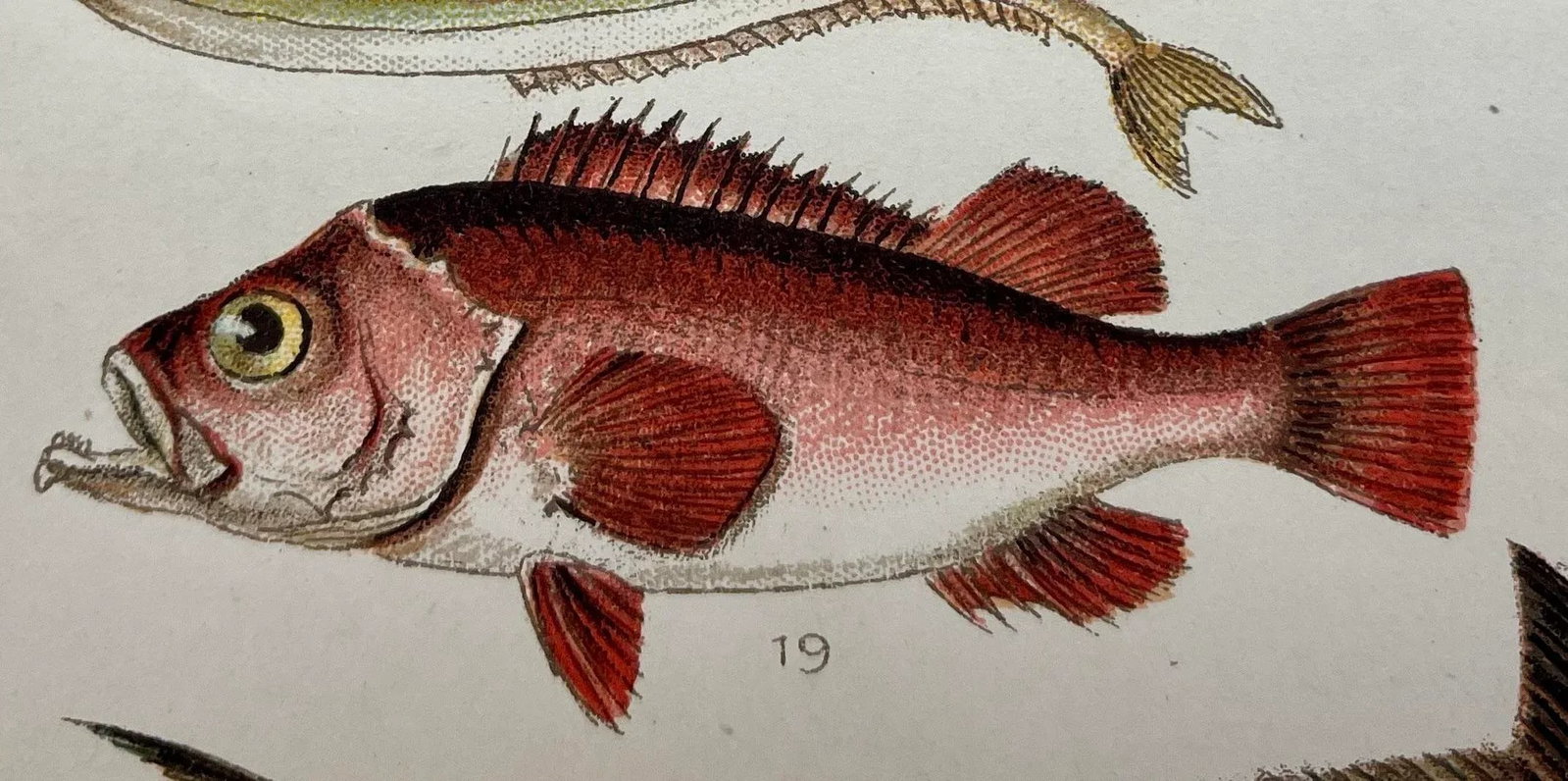 Antique Fish Print From England Featuring a Pandora, Bergylt, Shadow Fish, Swordfish , Hairtail & Sc - 5