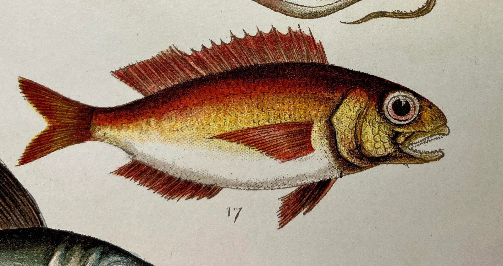 Antique Fish Print From England Featuring a Pandora, Bergylt, Shadow Fish, Swordfish , Hairtail & Sc - 6