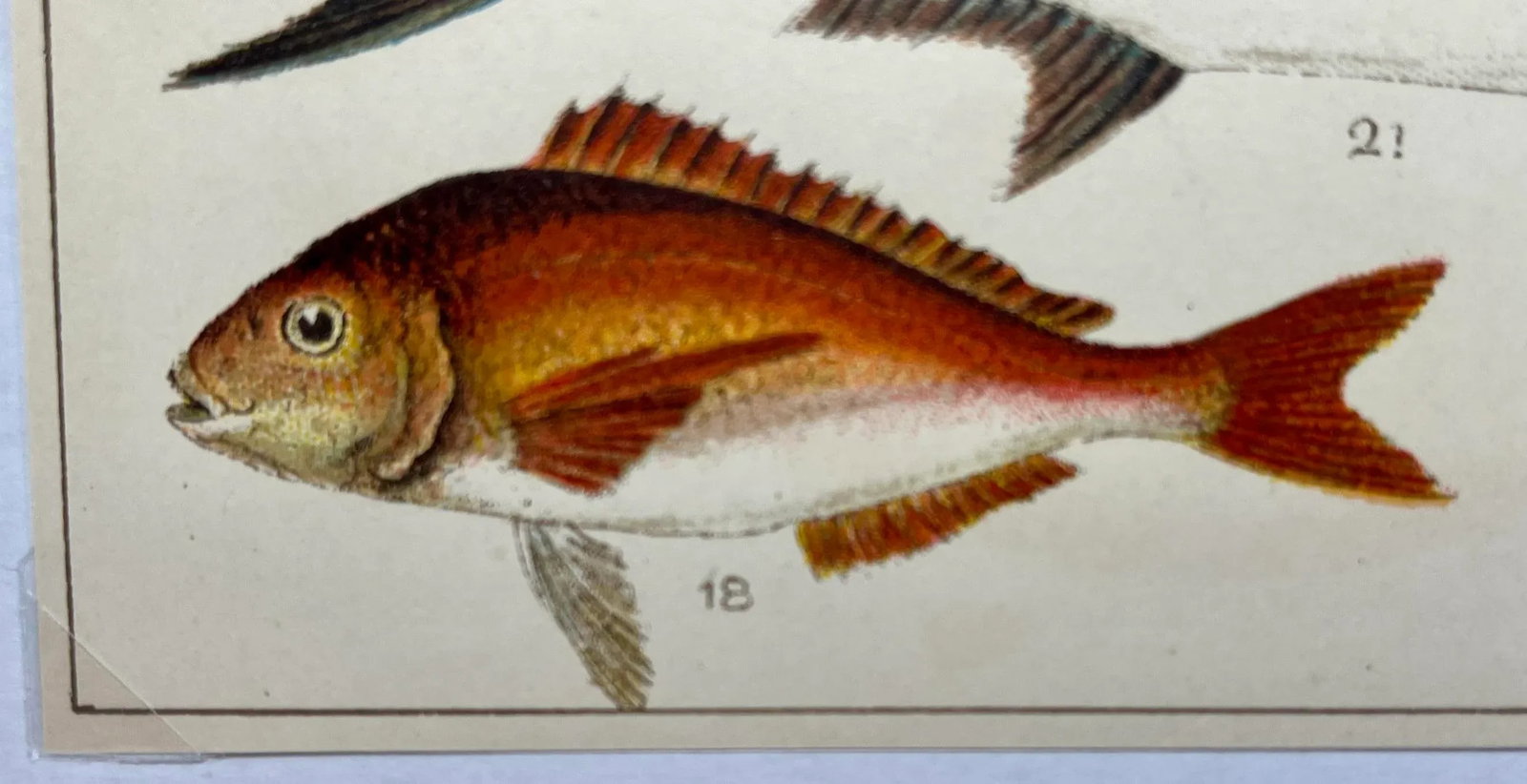 Antique Fish Print From England Featuring a Pandora, Bergylt, Shadow Fish, Swordfish , Hairtail & Sc - 7