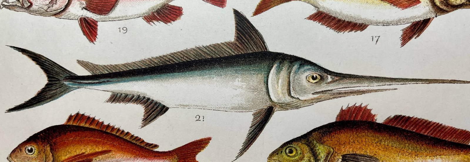 Antique Fish Print From England Featuring a Pandora, Bergylt, Shadow Fish, Swordfish , Hairtail & Sc - 8