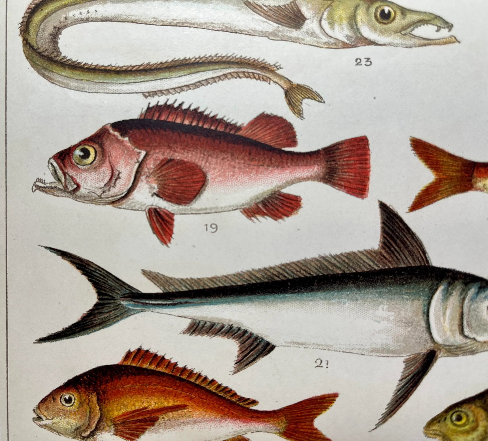 Antique Fish Print From England Featuring a Pandora, Bergylt, Shadow Fish, Swordfish , Hairtail & Sc - 9