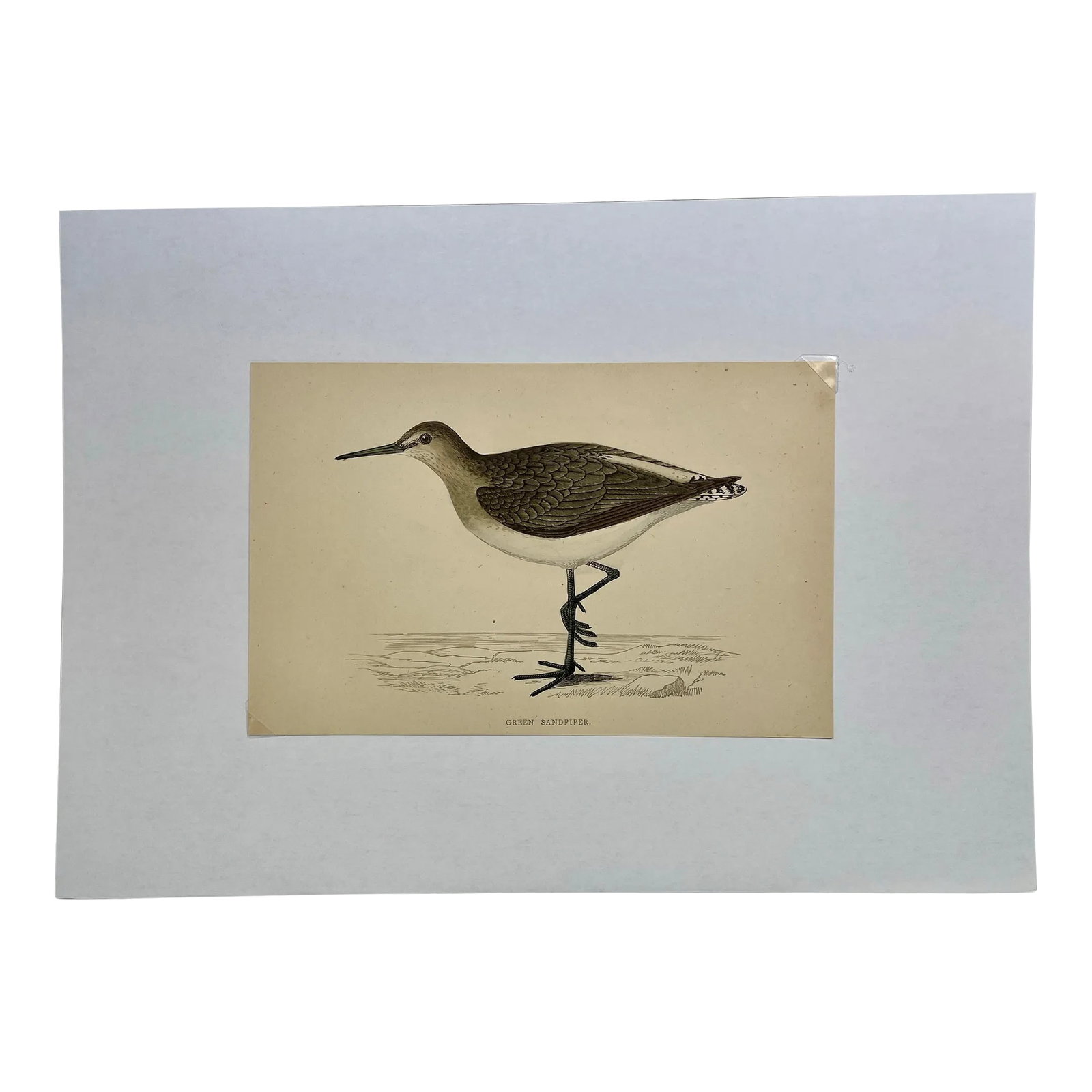 Antique Bird Print From England Showcasing a Green Sandpiper - Circa 1880: Antique Bird Print From England Showcasing a Green Sandpiper - Circa 1880. Print measures 7" W x 4 1/2" T Attached to an 11 3/4" W x 8 1/4" piece of paper by 2 corner wedges. Has a cardboard backing a