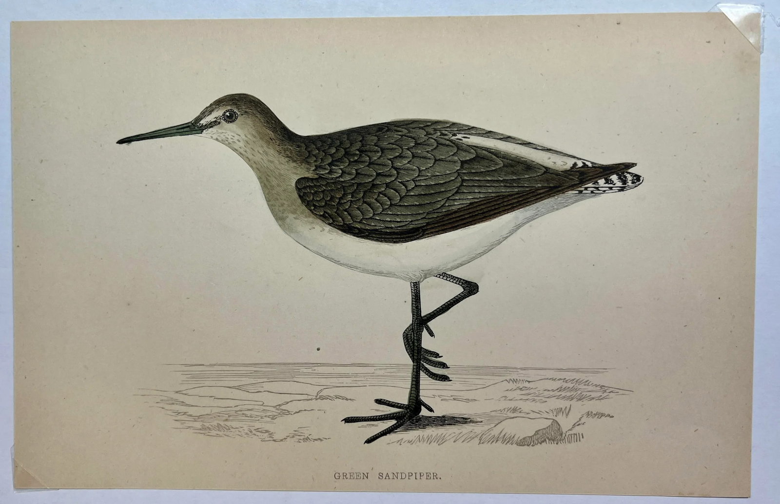 Antique Bird Print From England Showcasing a Green Sandpiper - Circa 1880 - 2