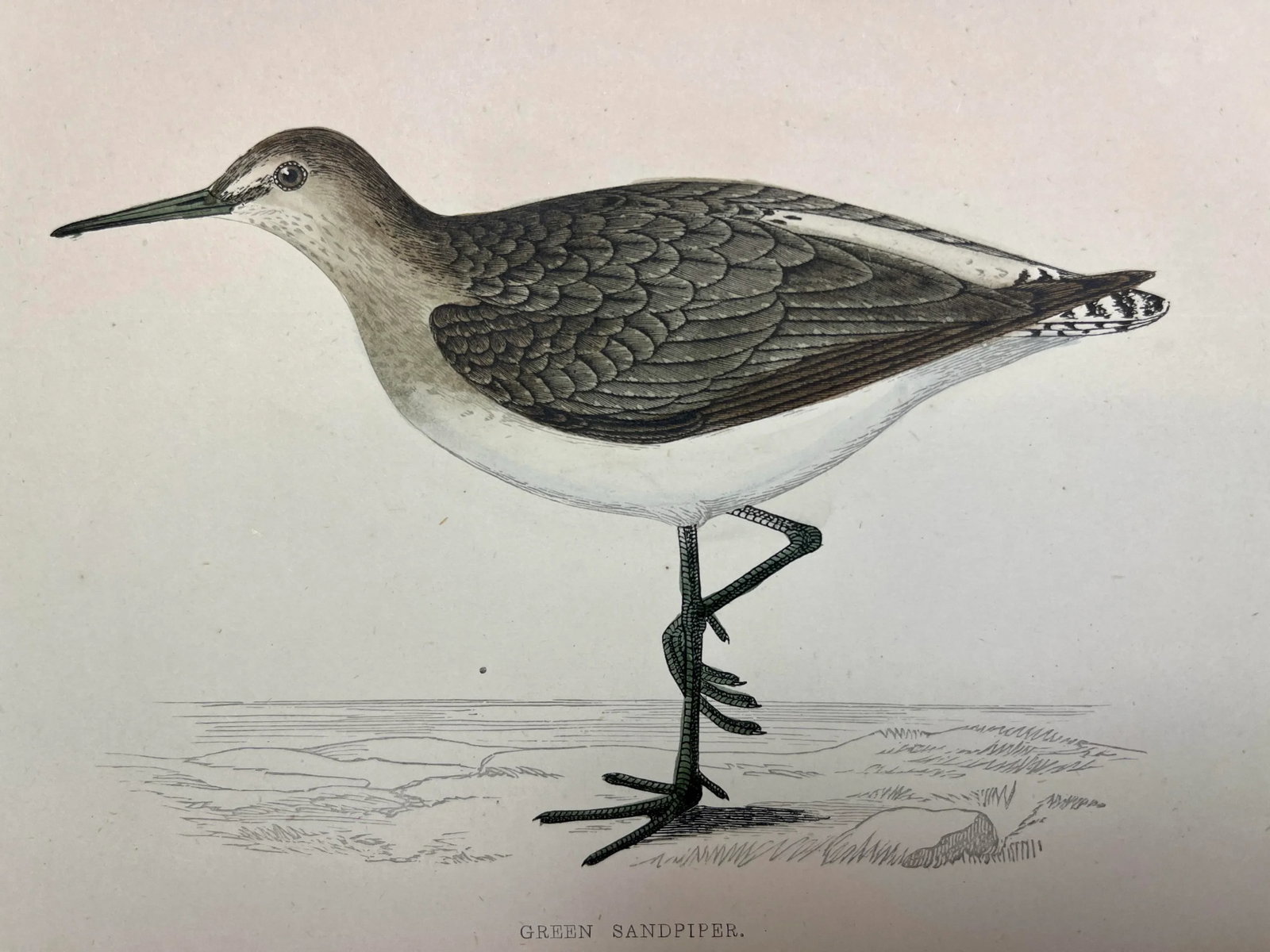 Antique Bird Print From England Showcasing a Green Sandpiper - Circa 1880 - 3