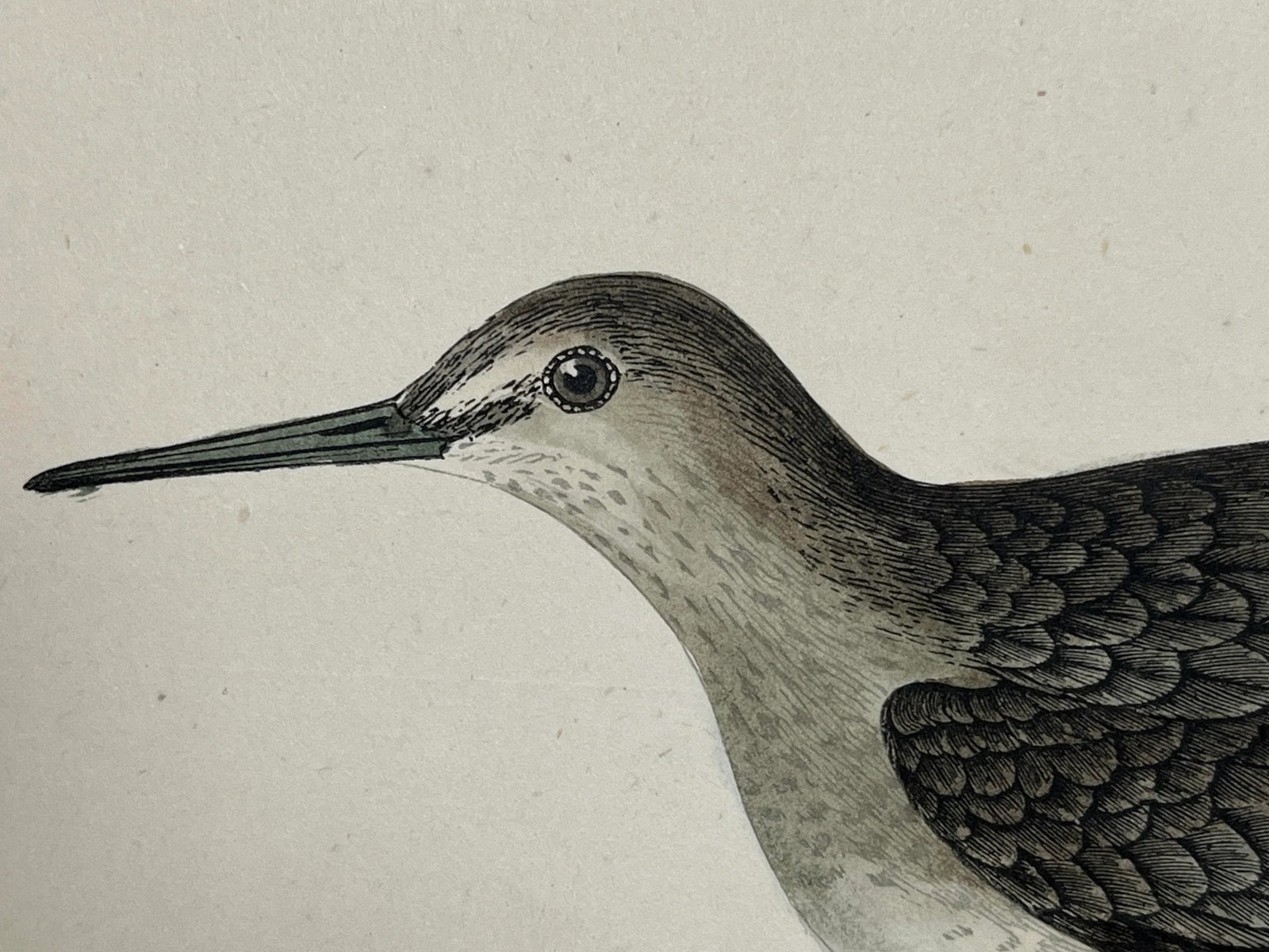 Antique Bird Print From England Showcasing a Green Sandpiper - Circa 1880 - 4