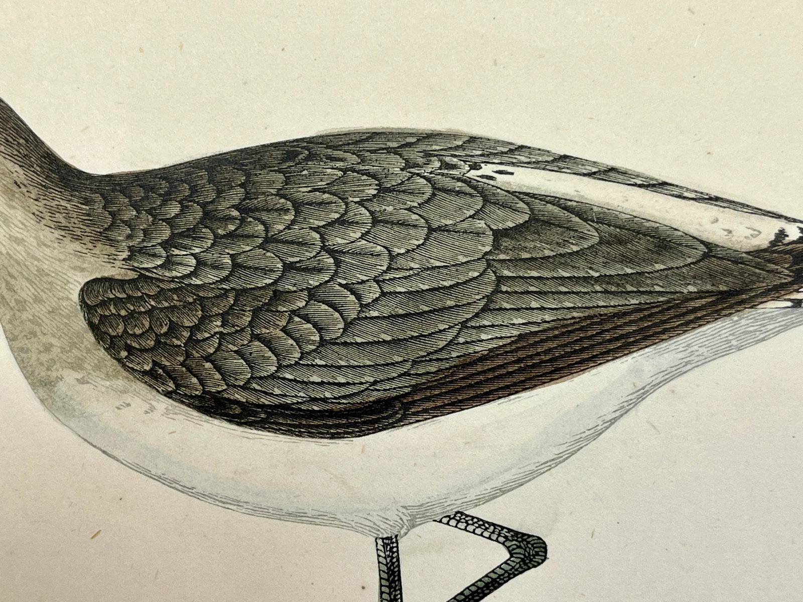 Antique Bird Print From England Showcasing a Green Sandpiper - Circa 1880 - 5