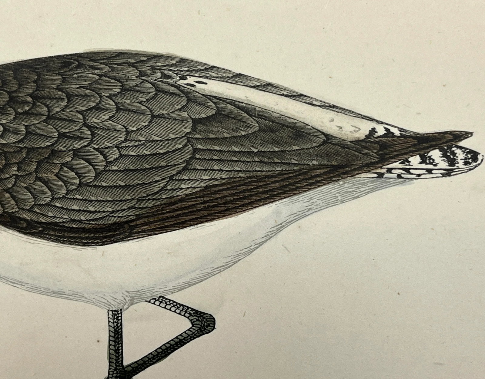 Antique Bird Print From England Showcasing a Green Sandpiper - Circa 1880 - 6