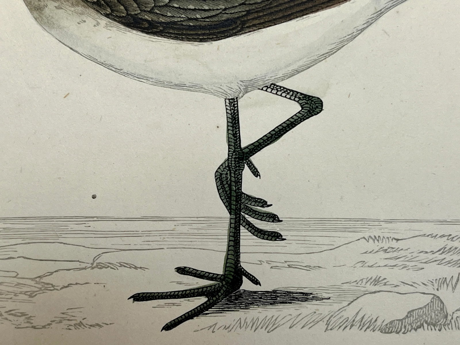 Antique Bird Print From England Showcasing a Green Sandpiper - Circa 1880 - 7