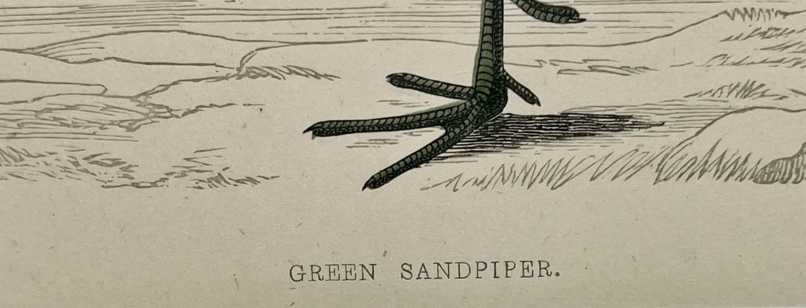Antique Bird Print From England Showcasing a Green Sandpiper - Circa 1880 - 8
