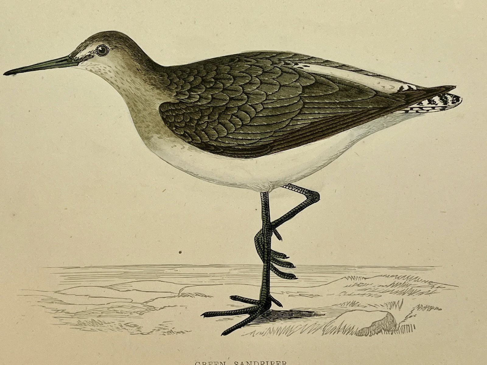 Antique Bird Print From England Showcasing a Green Sandpiper - Circa 1880 - 9