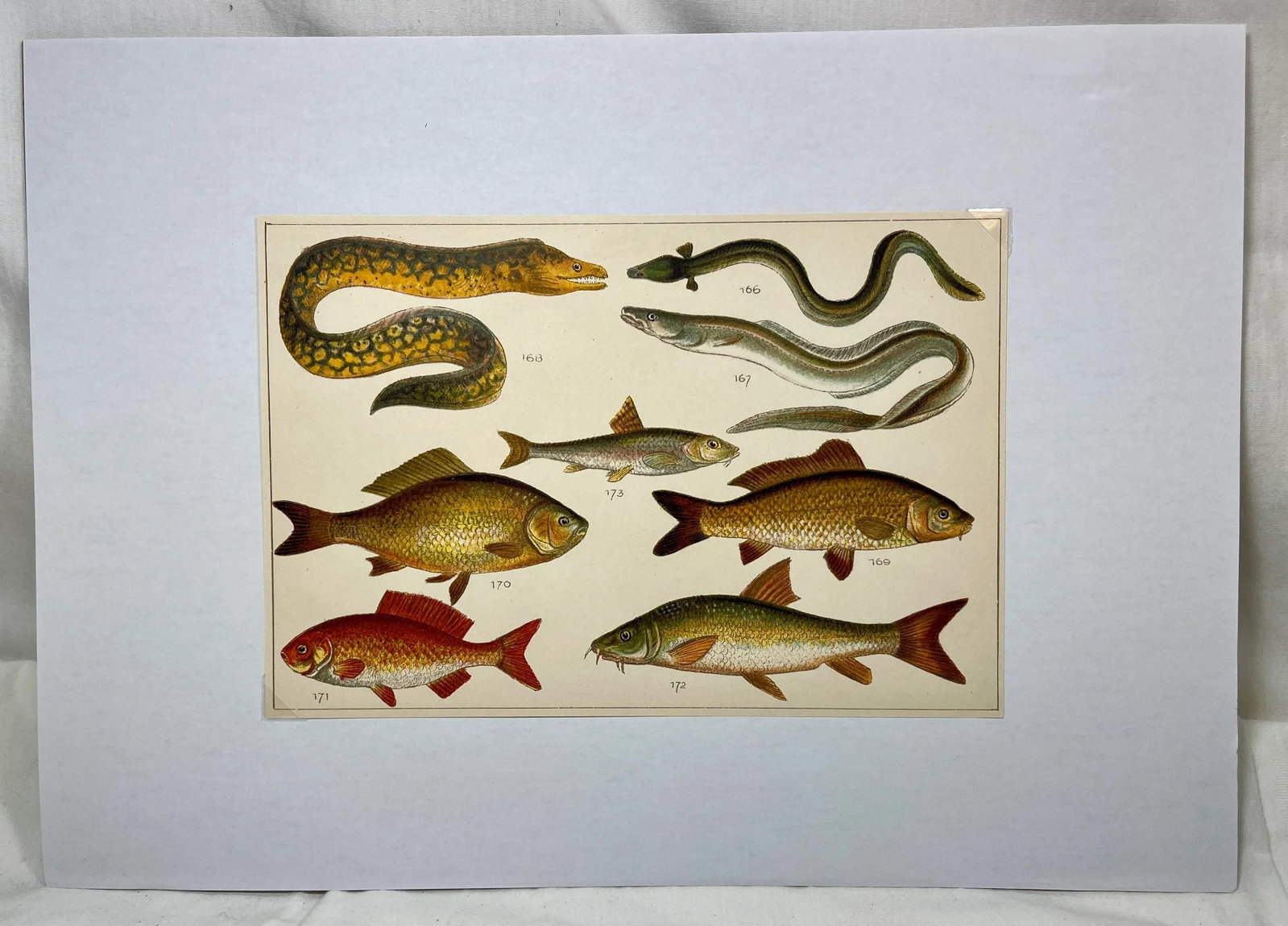 Antique Fish Print From England Featuring Eel, Conger, Murry, Goldfish, Barbel, Gudgeon & Varieties - 11