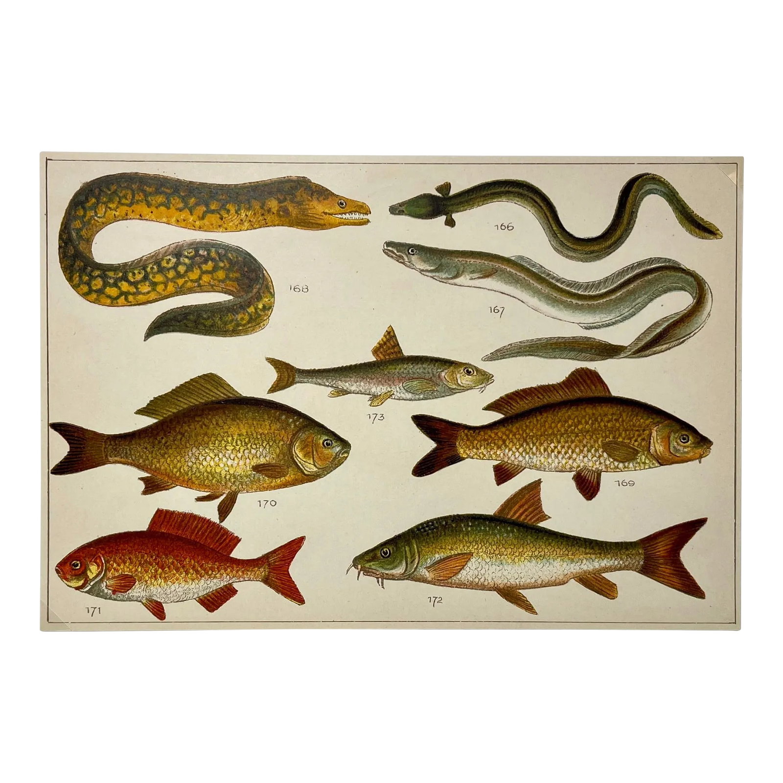 Antique Fish Print From England Featuring Eel, Conger, Murry, Goldfish, Barbel, Gudgeon & Varieties: Antique Fish Print From England Featuring Eel, Conger, Murry, Goldfish, Barbel, Gudgeon & Varieties of Carp - Circa 1902. Print measures 7 1/4" W x 5" T Attached to an 11 3/4" W x 8 1/4 piece of