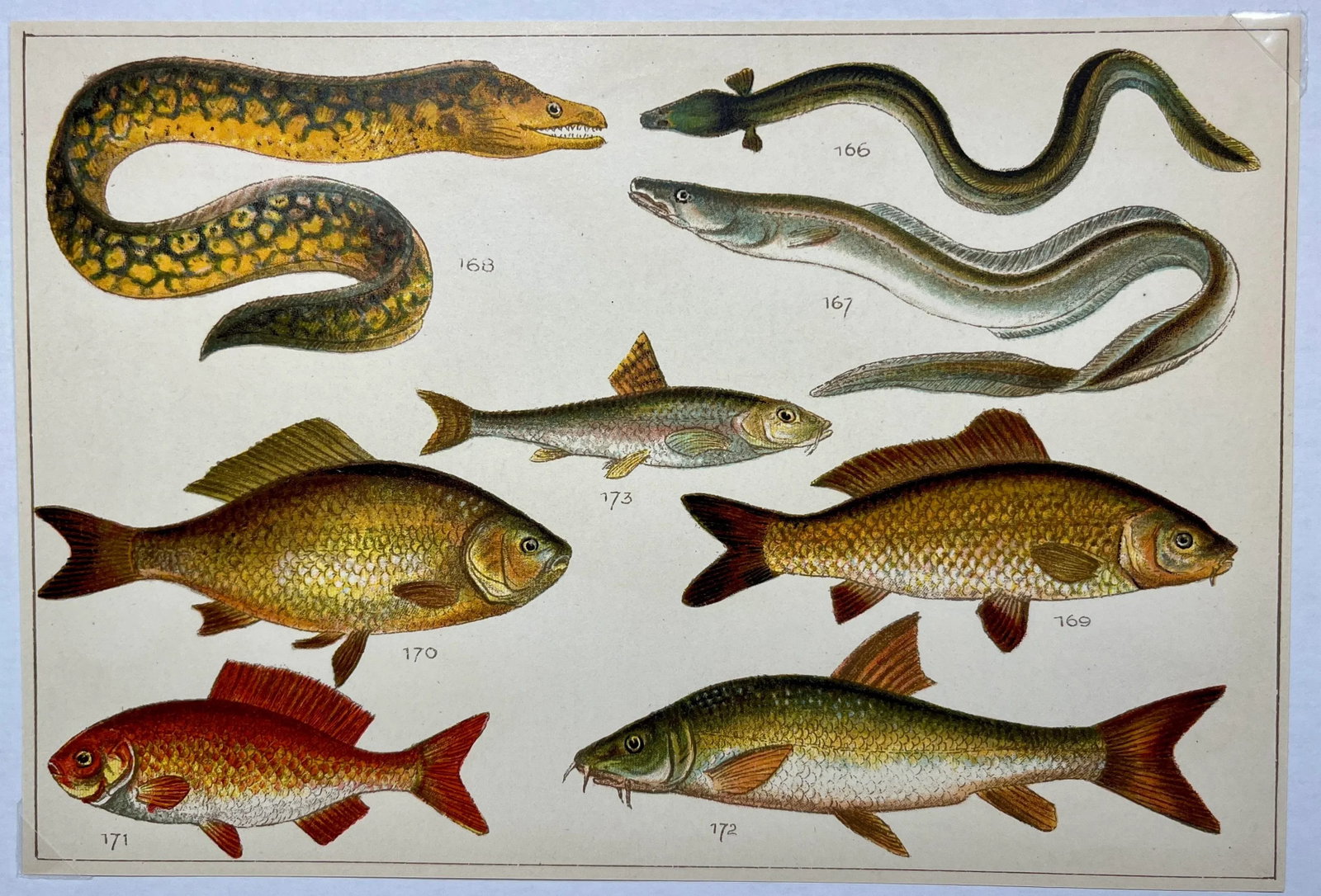 Antique Fish Print From England Featuring Eel, Conger, Murry, Goldfish, Barbel, Gudgeon & Varieties - 2