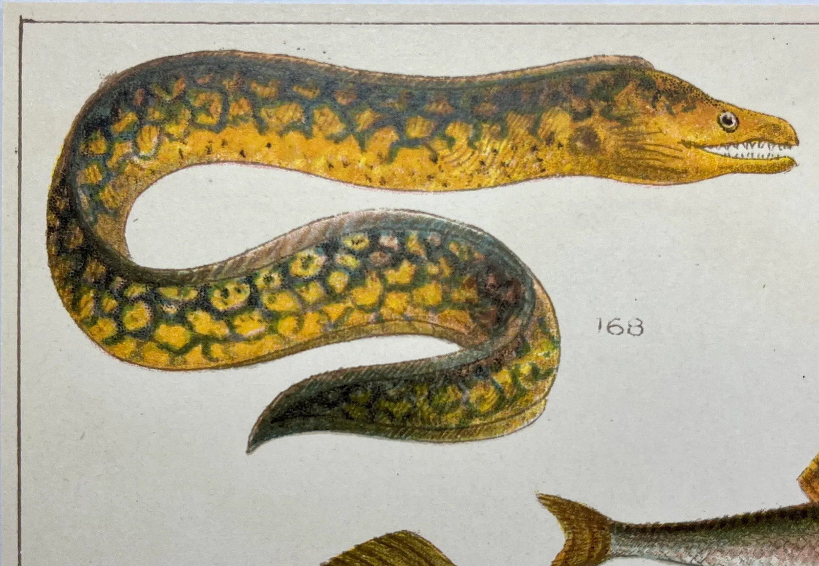 Antique Fish Print From England Featuring Eel, Conger, Murry, Goldfish, Barbel, Gudgeon & Varieties - 3