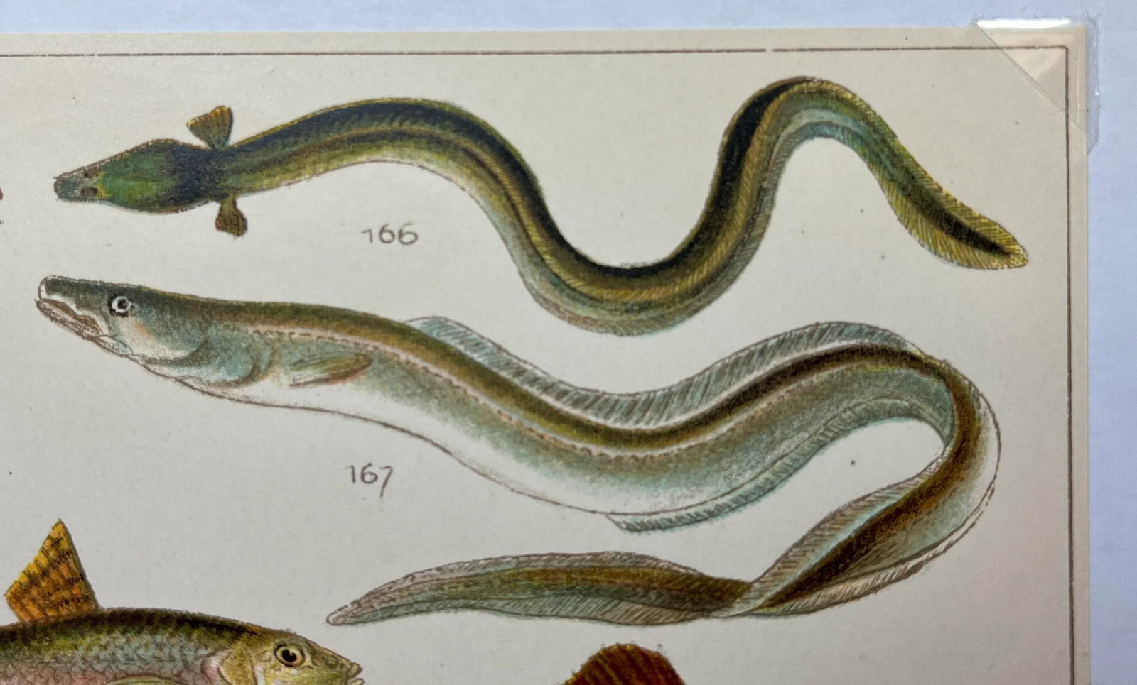 Antique Fish Print From England Featuring Eel, Conger, Murry, Goldfish, Barbel, Gudgeon & Varieties - 4
