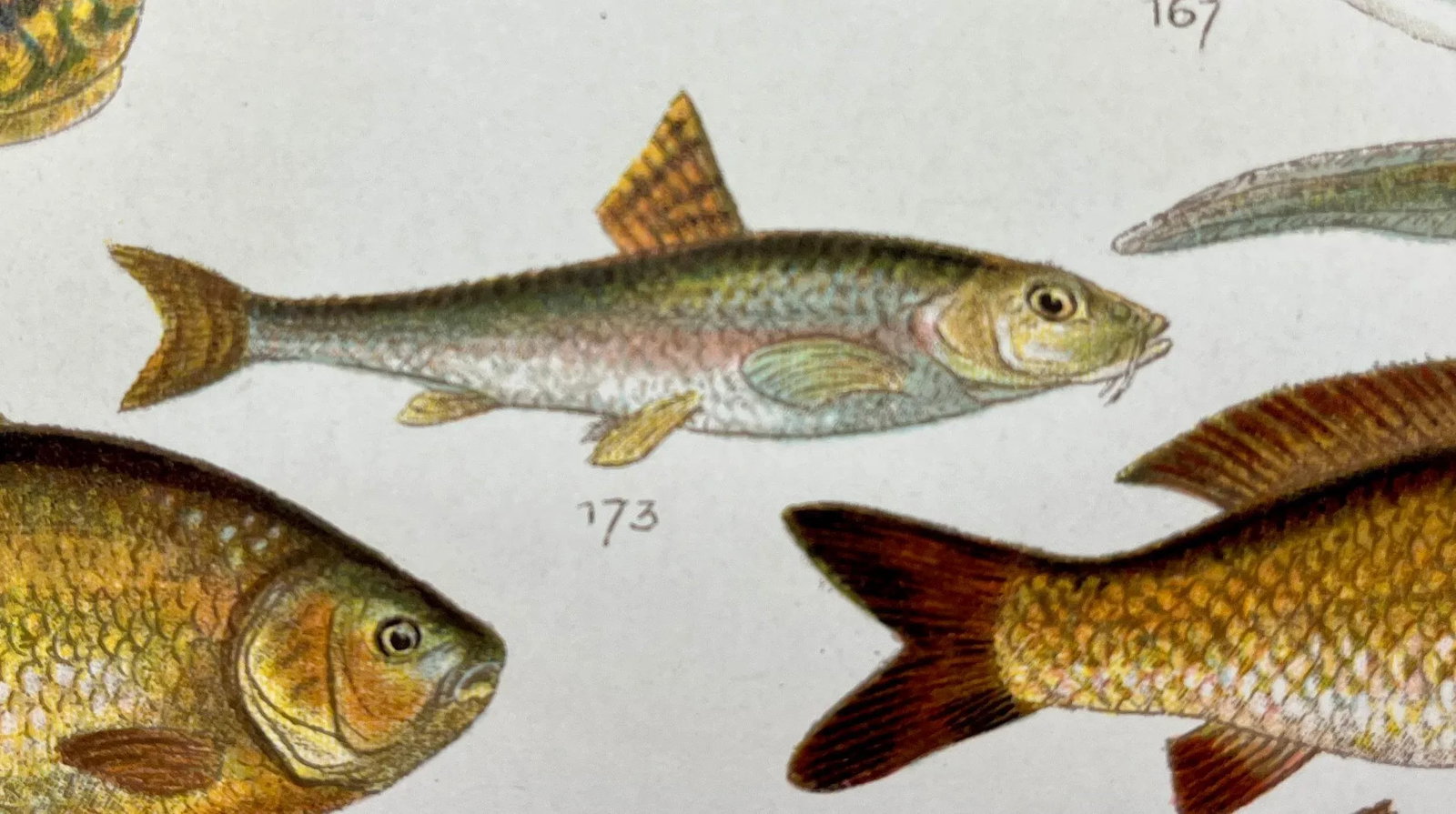 Antique Fish Print From England Featuring Eel, Conger, Murry, Goldfish, Barbel, Gudgeon & Varieties - 5