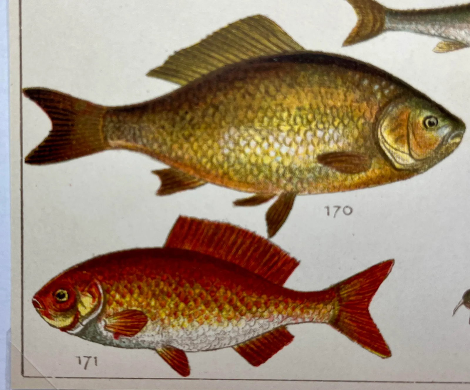 Antique Fish Print From England Featuring Eel, Conger, Murry, Goldfish, Barbel, Gudgeon & Varieties - 6