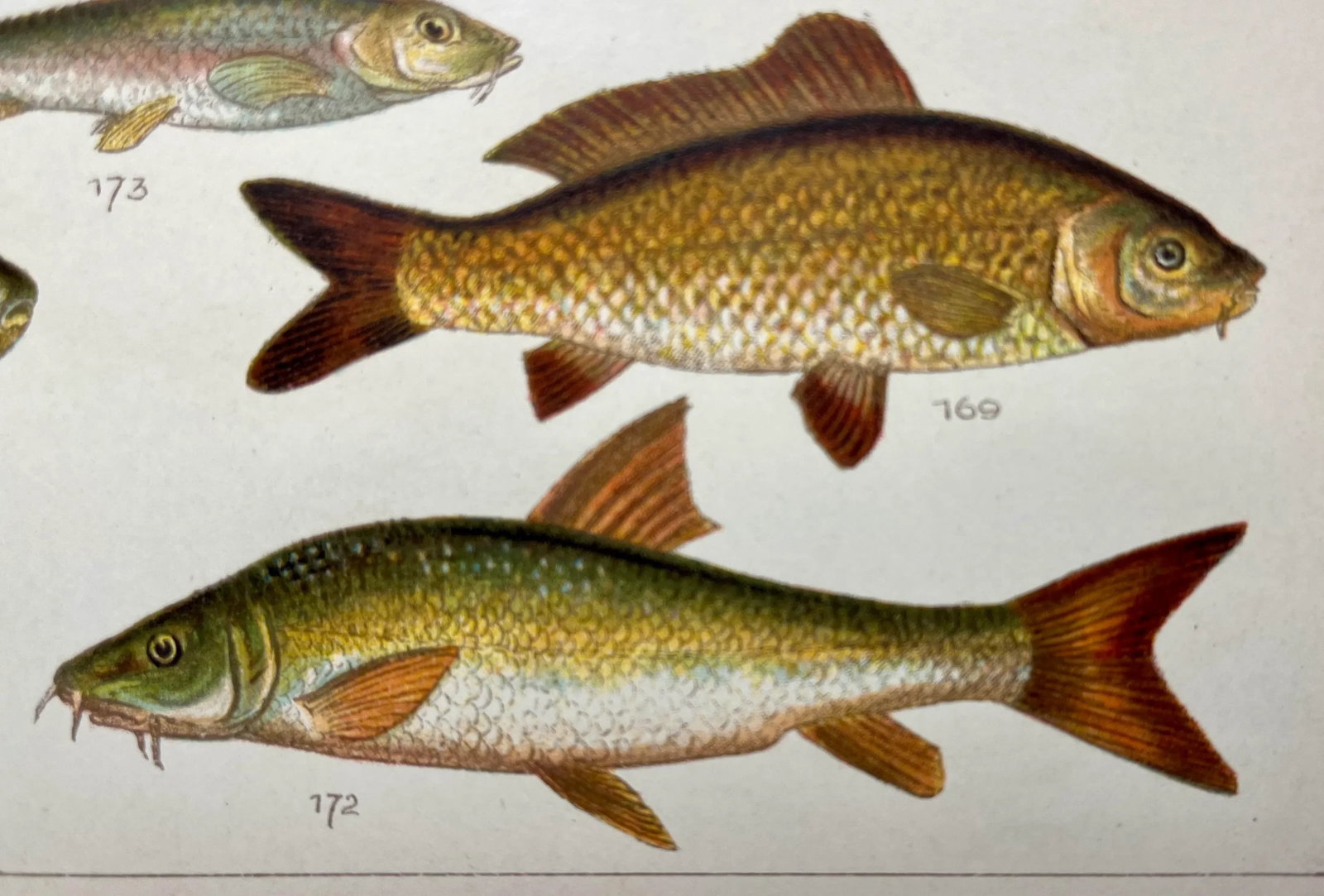 Antique Fish Print From England Featuring Eel, Conger, Murry, Goldfish, Barbel, Gudgeon & Varieties - 7