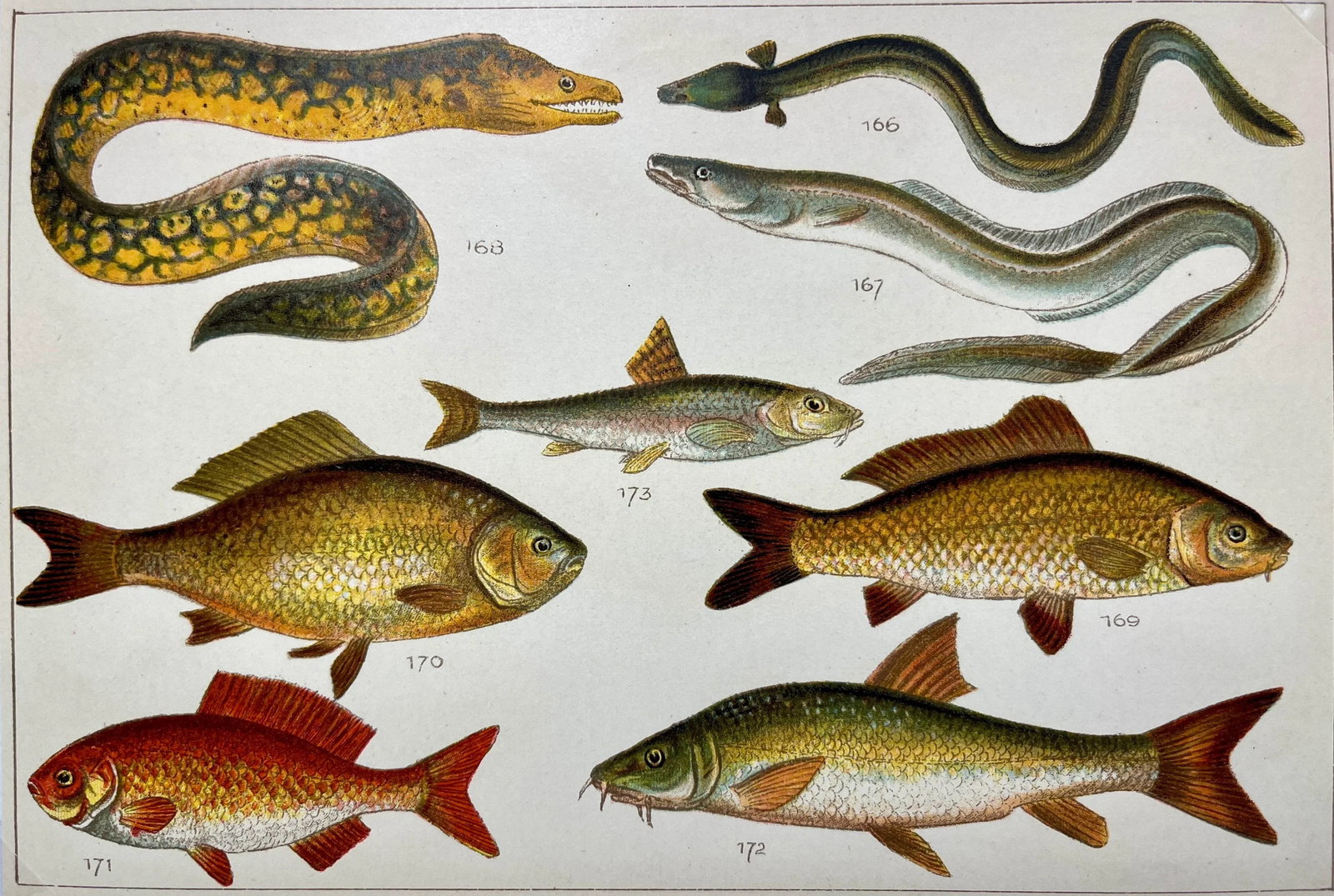 Antique Fish Print From England Featuring Eel, Conger, Murry, Goldfish, Barbel, Gudgeon & Varieties - 8