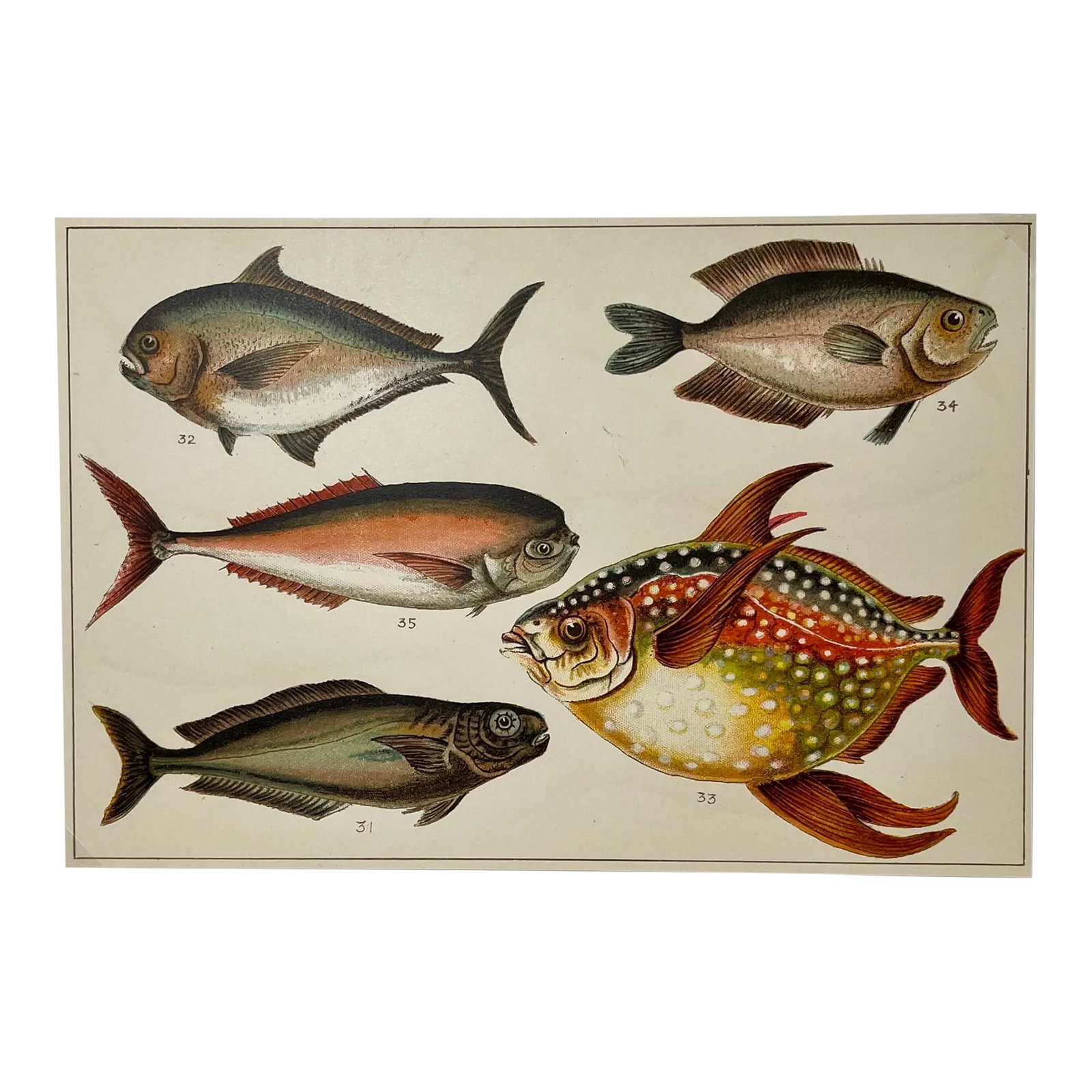 Antique Fish Print From England Featuring a Black Fish, Ray's Bream, Opah, Medusa Fish & a Louvan - (1 of 9)