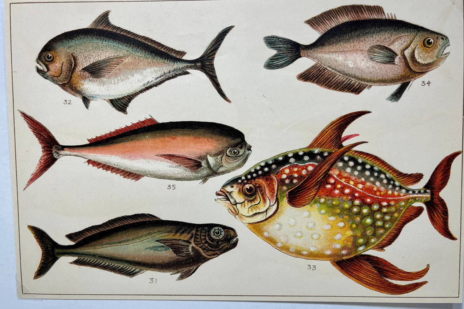 Antique Fish Print From England Featuring a Black Fish, Ray's Bream, Opah, Medusa Fish & a Louvan - - 2