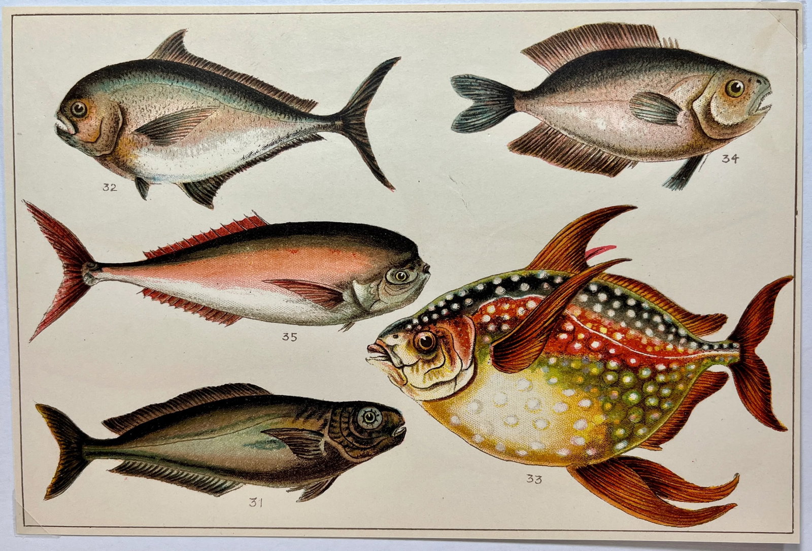 Antique Fish Print From England Featuring a Black Fish, Ray's Bream, Opah, Medusa Fish & a Louvan - - 3