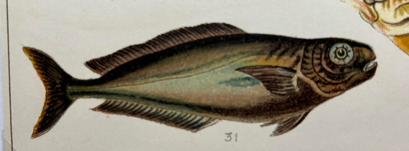 Antique Fish Print From England Featuring a Black Fish, Ray's Bream, Opah, Medusa Fish & a Louvan - - 4
