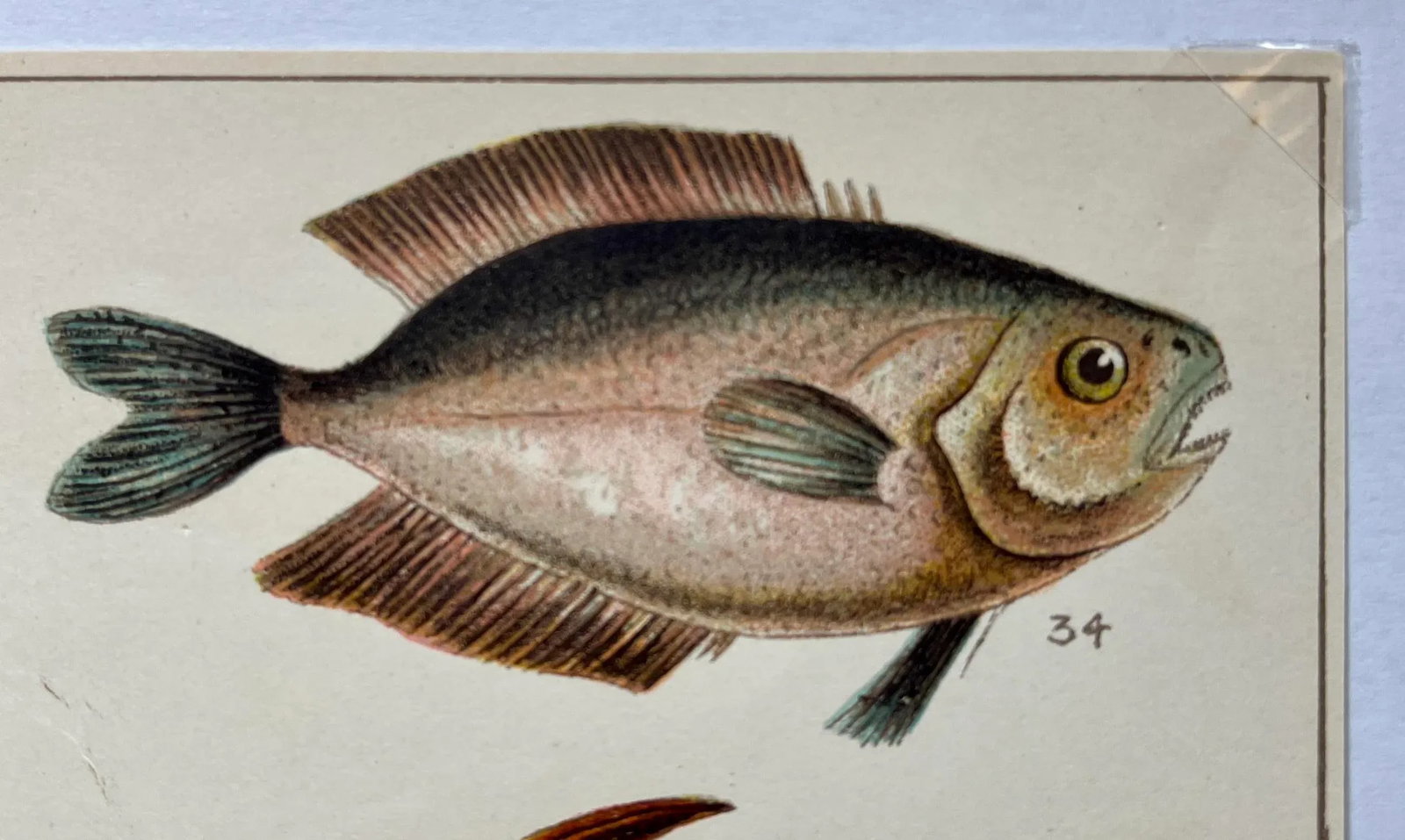 Antique Fish Print From England Featuring a Black Fish, Ray's Bream, Opah, Medusa Fish & a Louvan - - 5