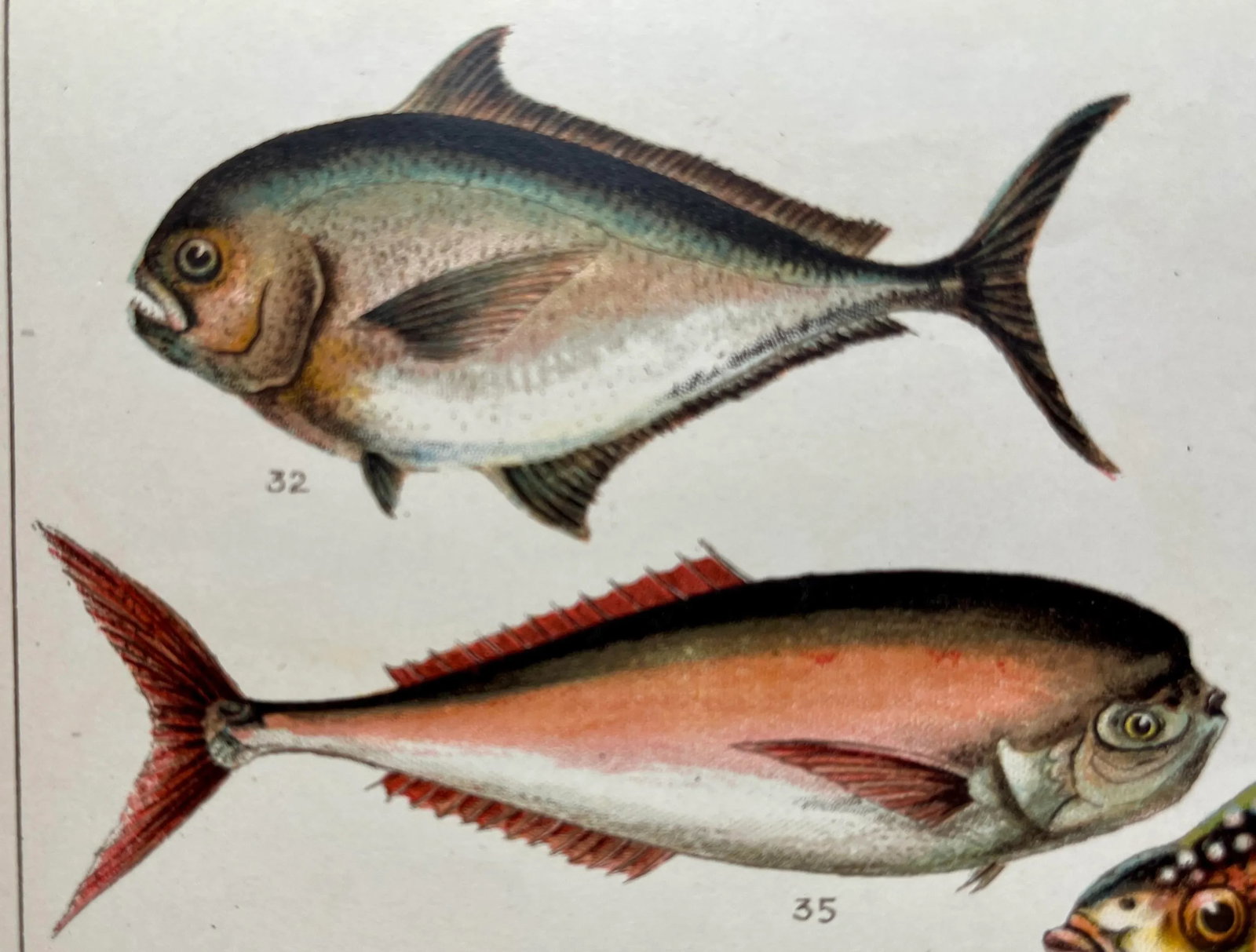 Antique Fish Print From England Featuring a Black Fish, Ray's Bream, Opah, Medusa Fish & a Louvan - - 6