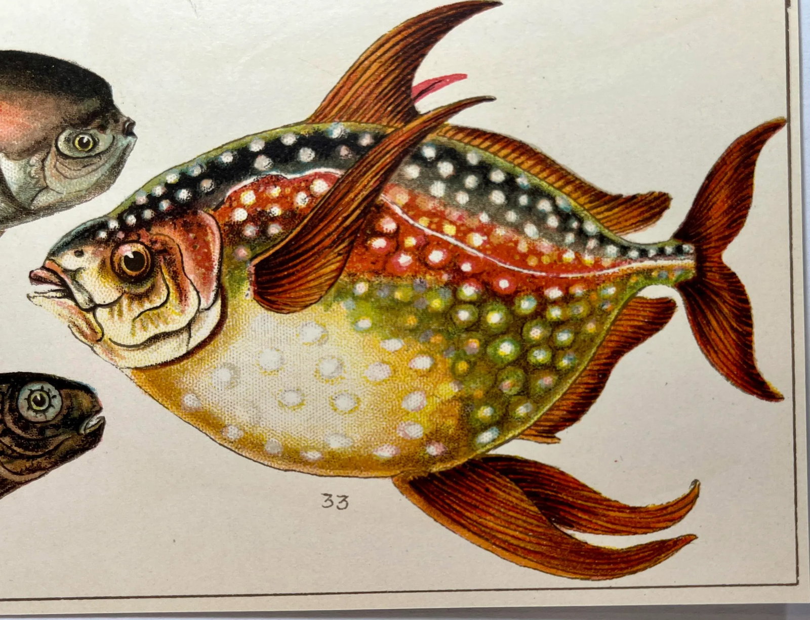 Antique Fish Print From England Featuring a Black Fish, Ray's Bream, Opah, Medusa Fish & a Louvan - - 7