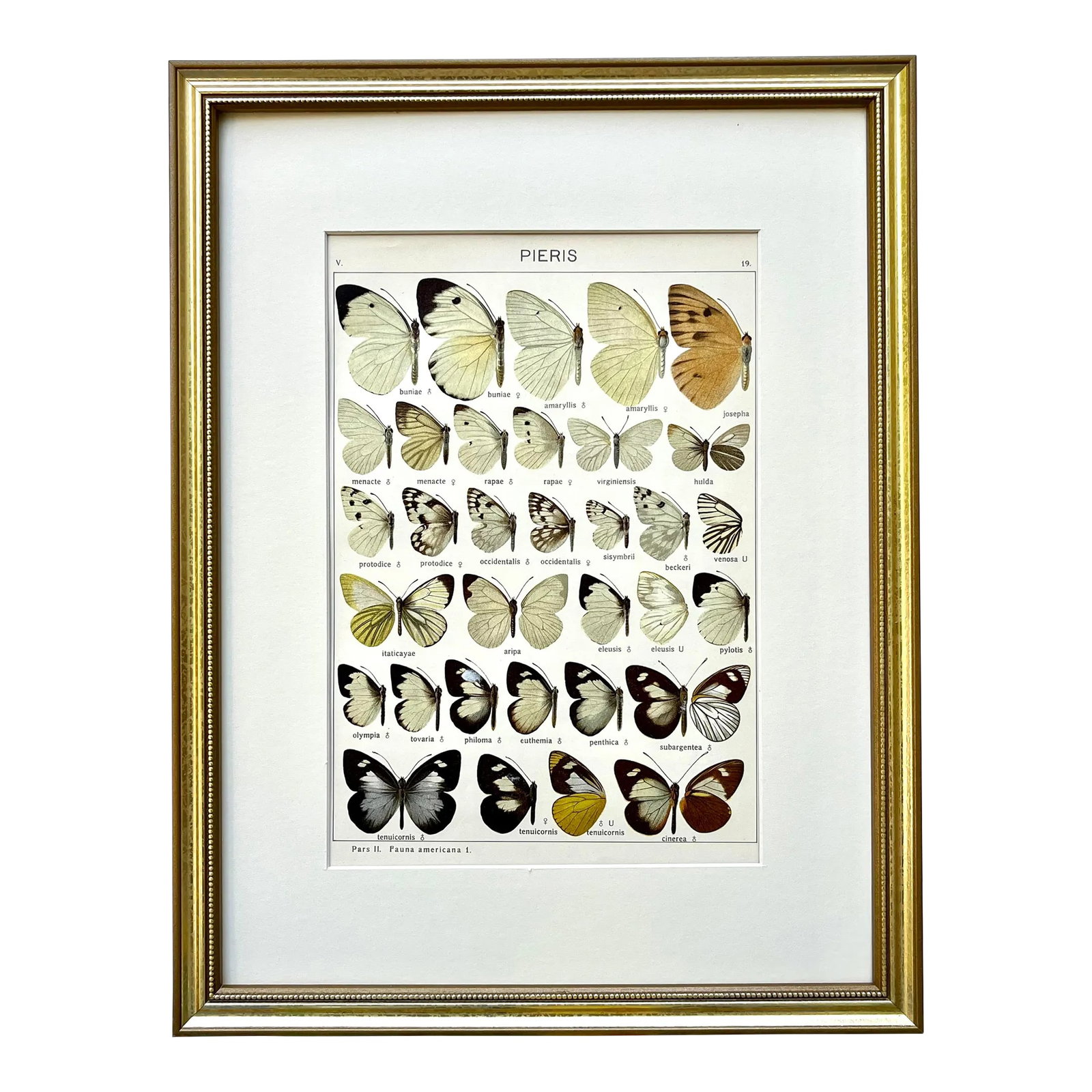 Antique Original Color Lithograph of American Butterflies by Seitz 1911 (1 of 6)