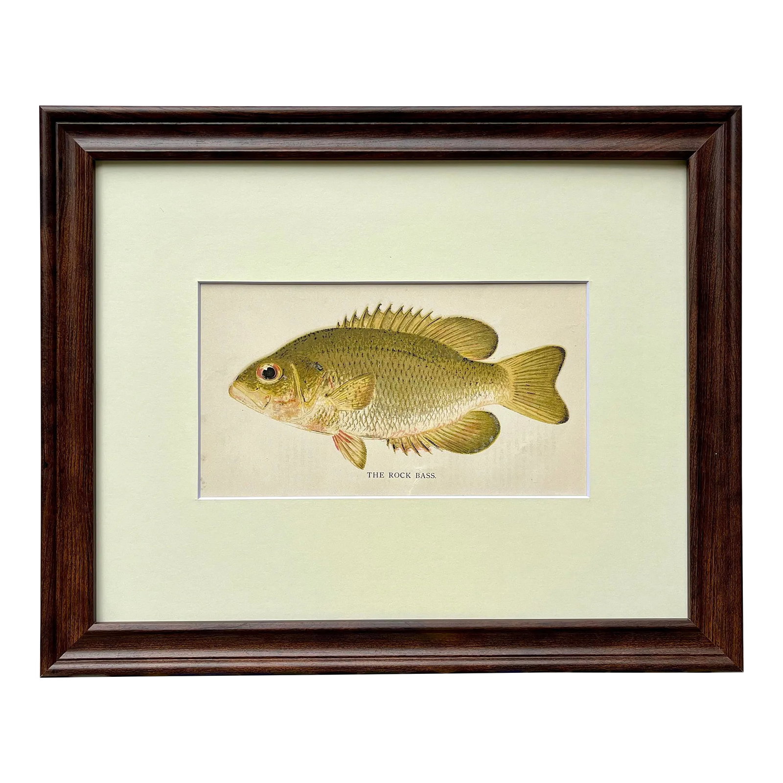 Original Antique Chromolithograph the Rock Bass Fish Print by Tarleton Bean Circa 1890 (1 of 4)