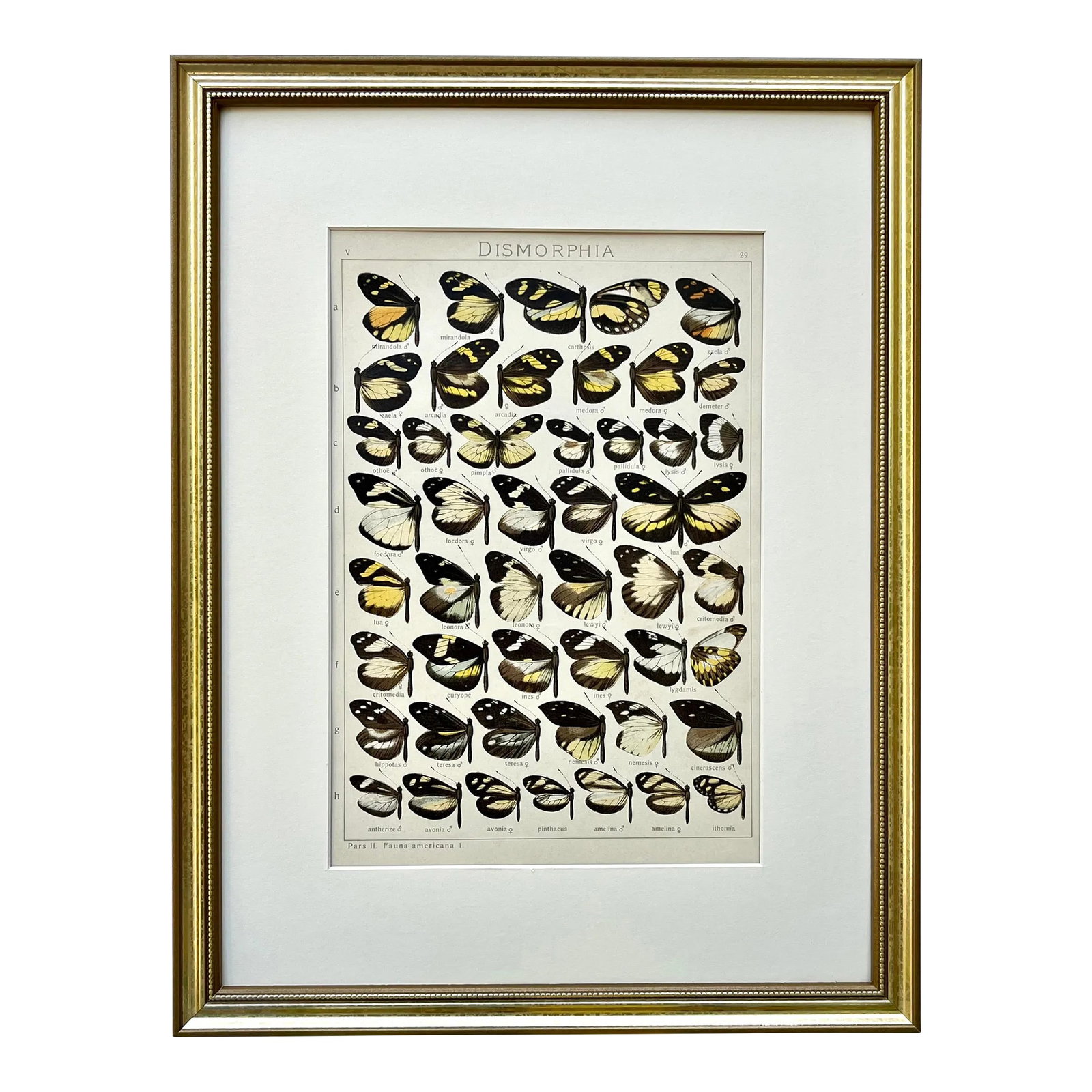 Antique Original Color Lithograph of American Butterflies by Seitz 1911 (1 of 6)