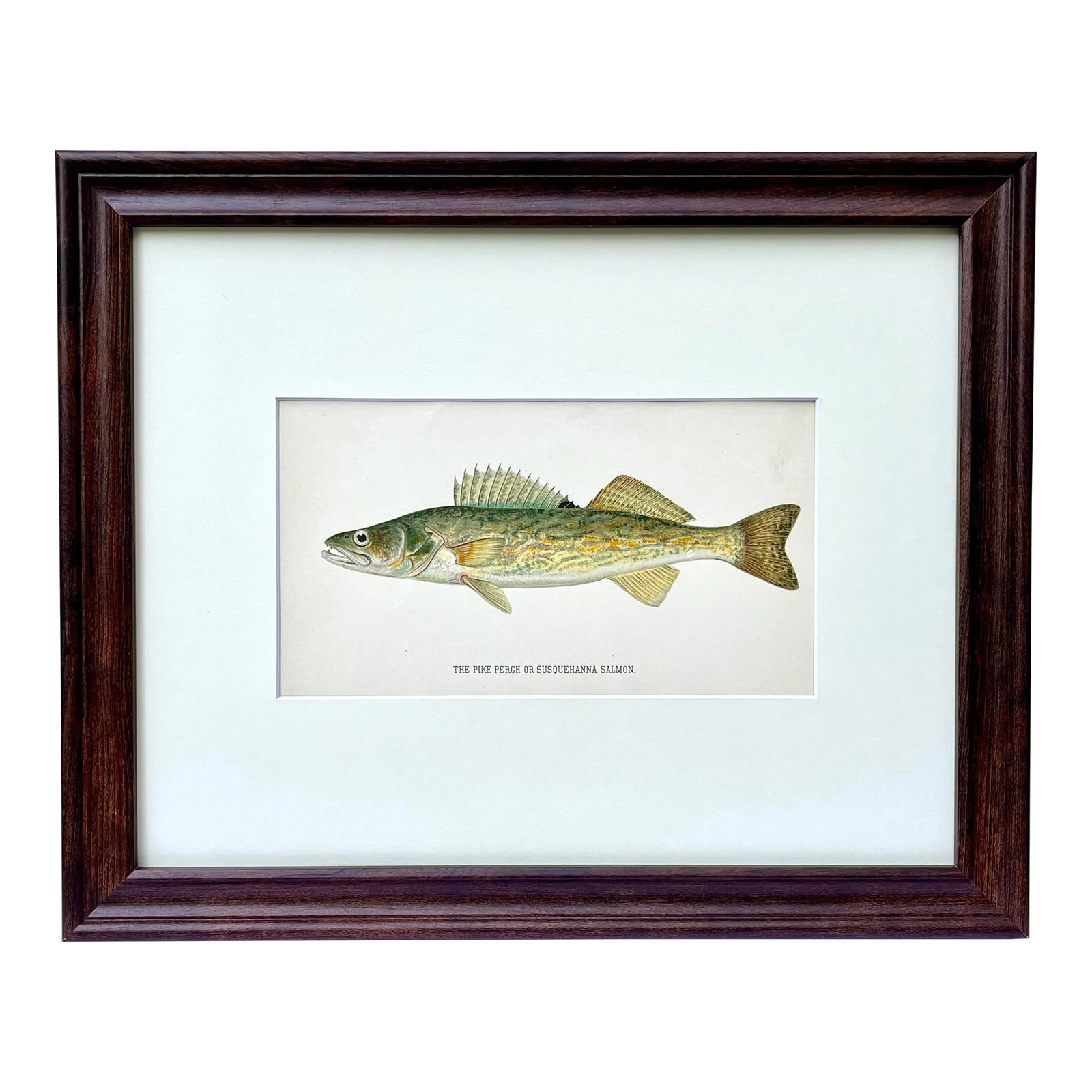 Original Antique Chromolithograph the Pike Perch or Susquehanna Salmon Fish Print by Tarleton Bean C (1 of 4)