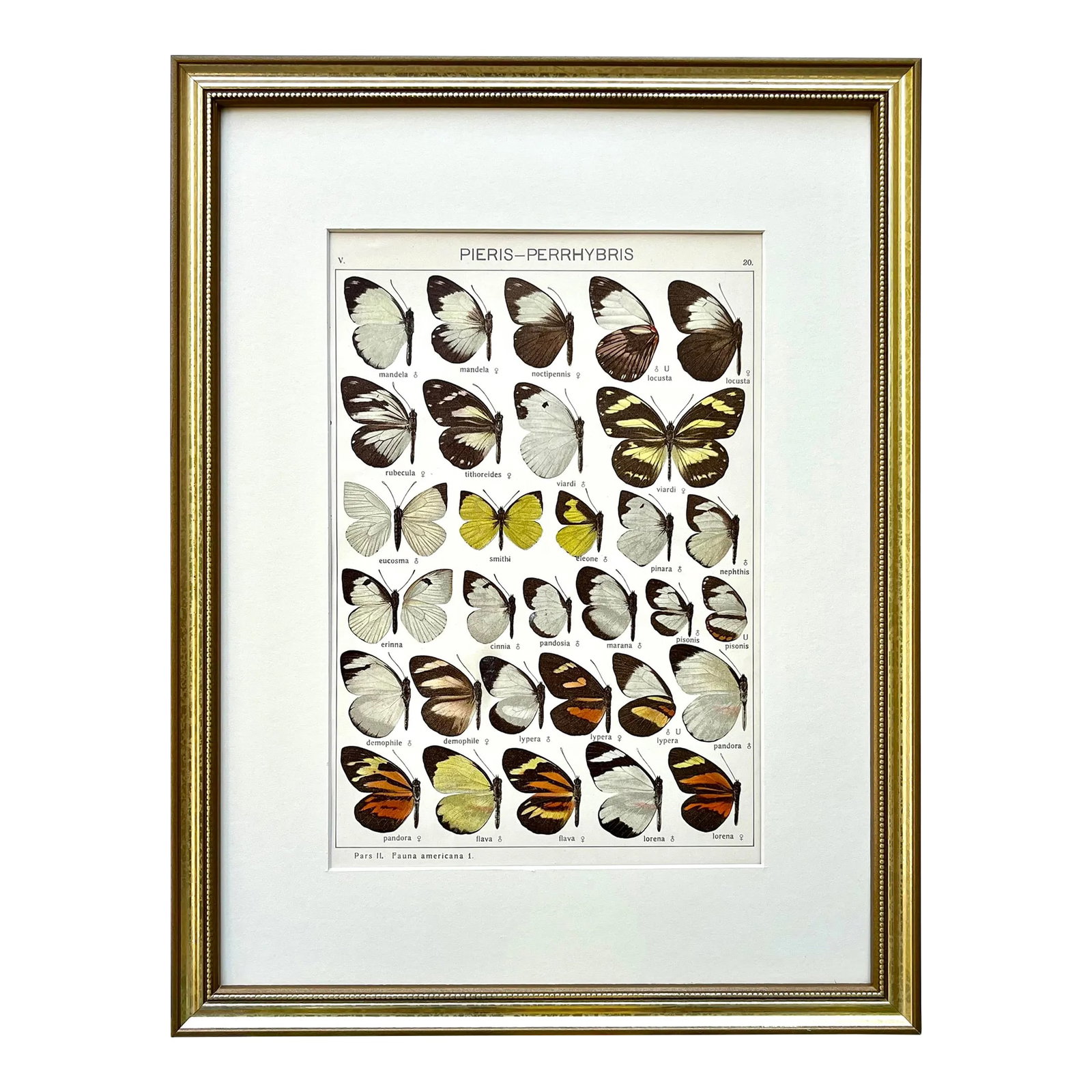 Antique Original Color Lithograph of American Butterflies by Seitz 1911: Original antique lithograph of American Butterflies by Seitz circa 1910. Presented archival matted and framed in a contemporary gold finish frame. Measuring overall size 13" x 17". Friedrich Joseph Ad