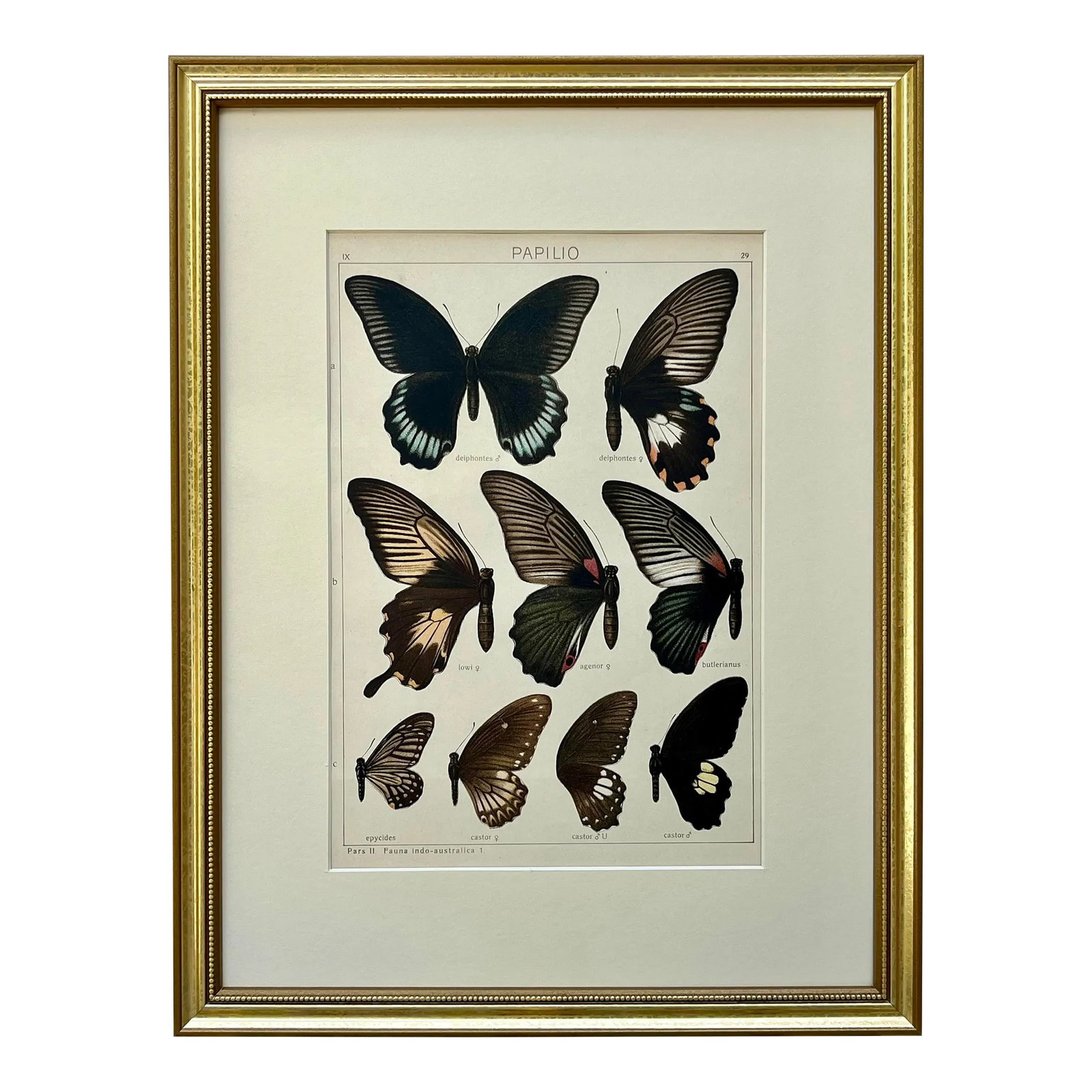 Antique Original Color Lithograph of Butterflies Swallowtail by Seitz 1911: Original antique lithograph of Swallowtail Butterflies by Seitz circa 1910. Presented archival matted and framed in a contemporary gold finish frame. Measuring overall size 13" x 17". Friedrich Joseph