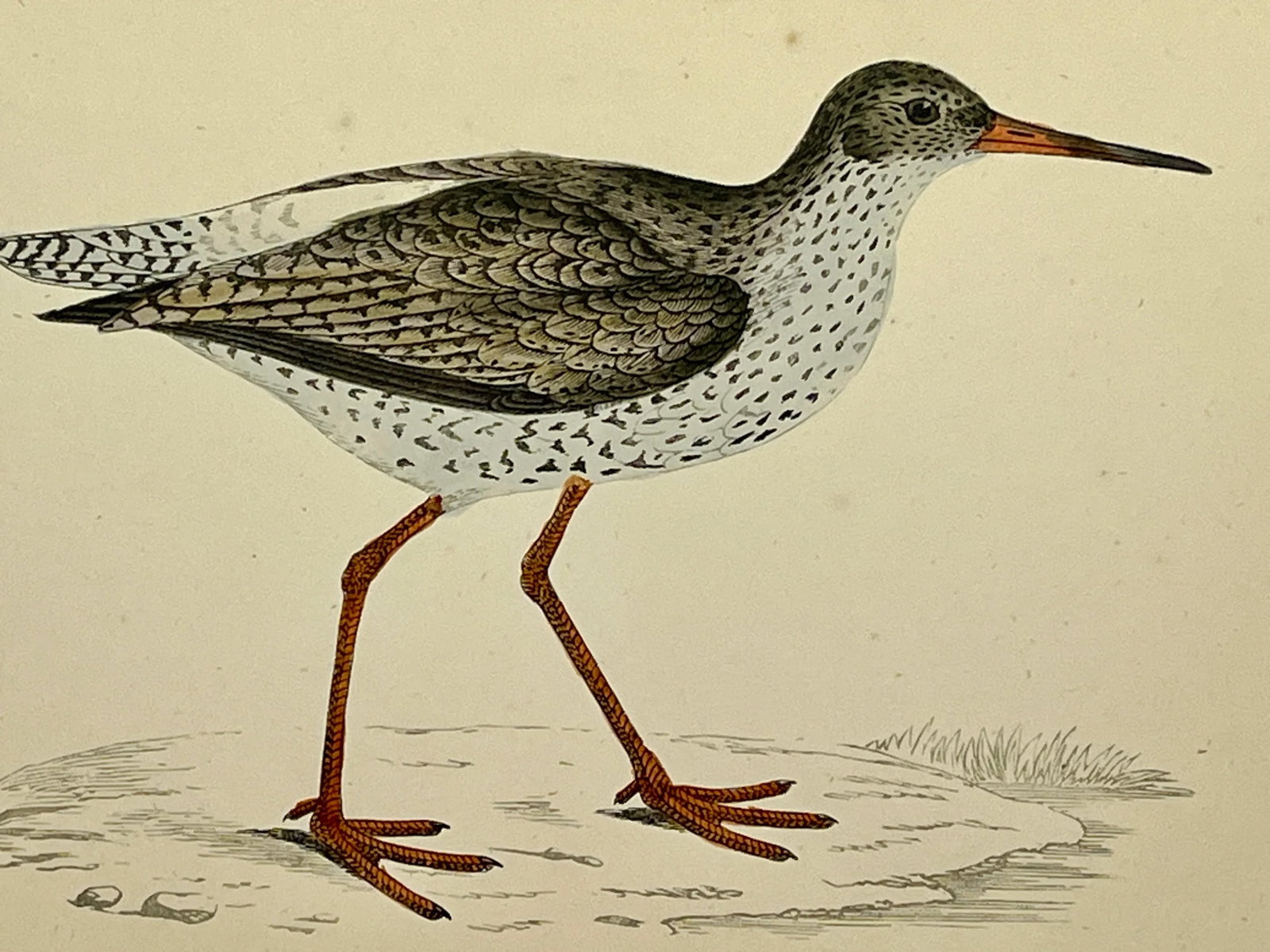 Antique Bird Print From England Showcasing a Red Shank - Circa 1880 - 10