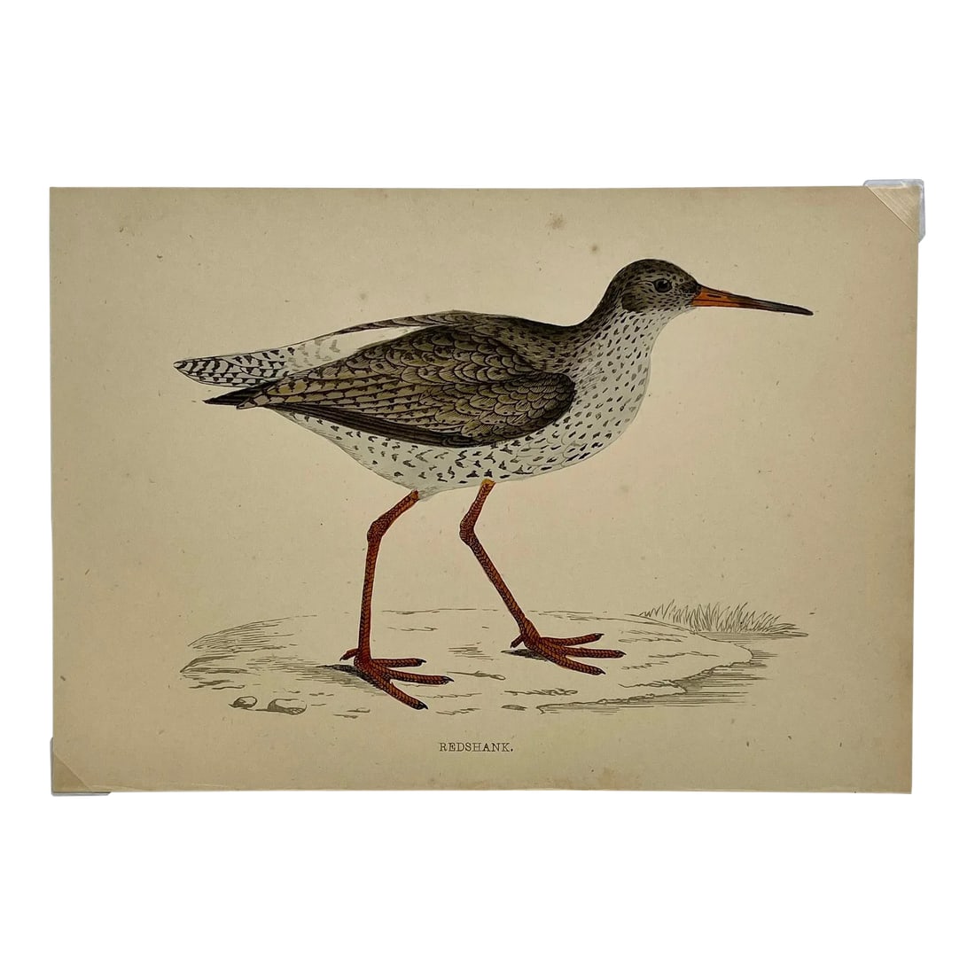 Antique Bird Print From England Showcasing a Red Shank - Circa 1880: Antique Bird Print From England Showcasing a Red Shank - Circa 1880. Print measures 7 3/4" W x 4 3/4" T Attached to an 11 3/4" W x 8 1/4" T piece of paper by 2 corner wedges. Has a cardboard backing a