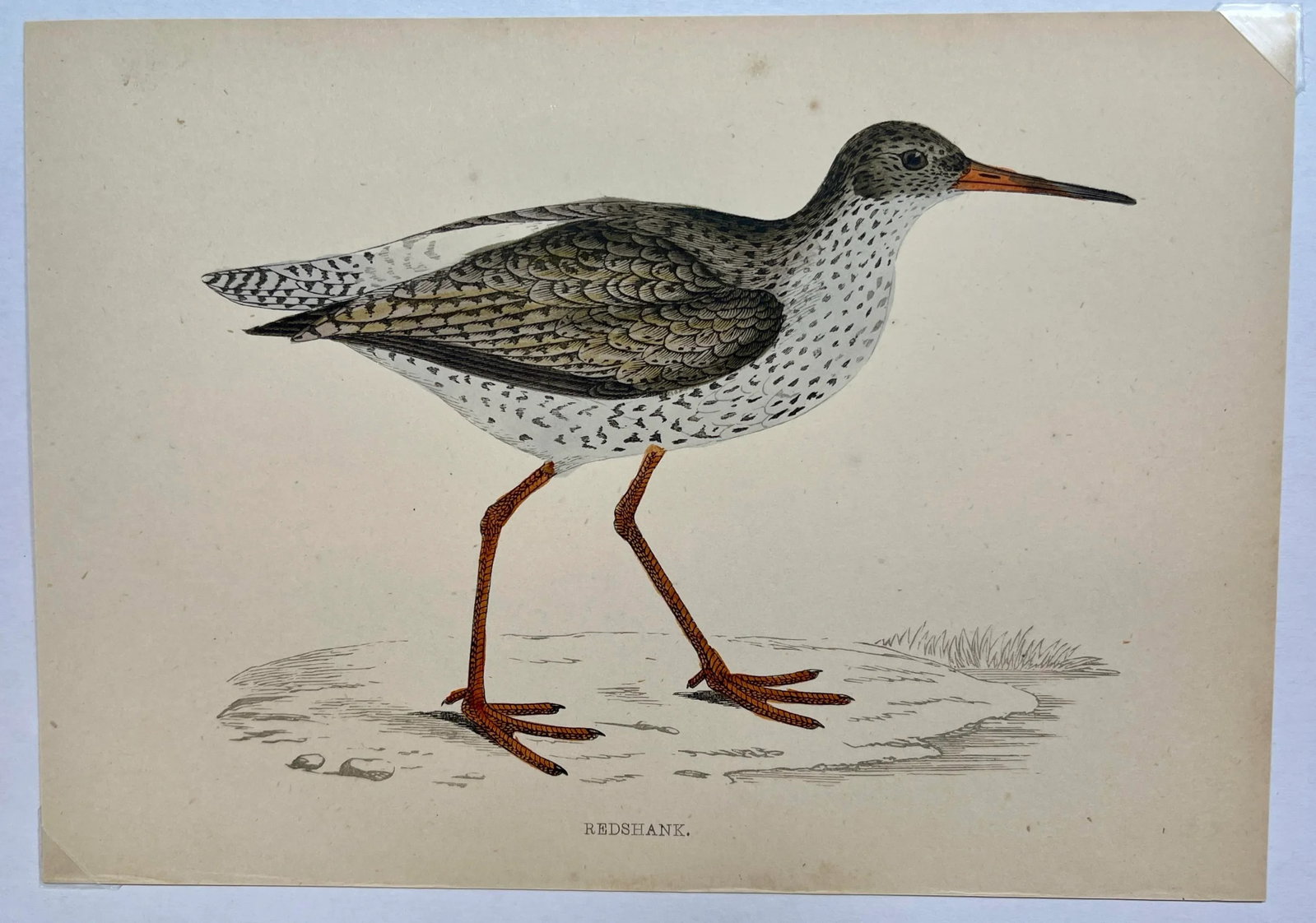 Antique Bird Print From England Showcasing a Red Shank - Circa 1880 - 2