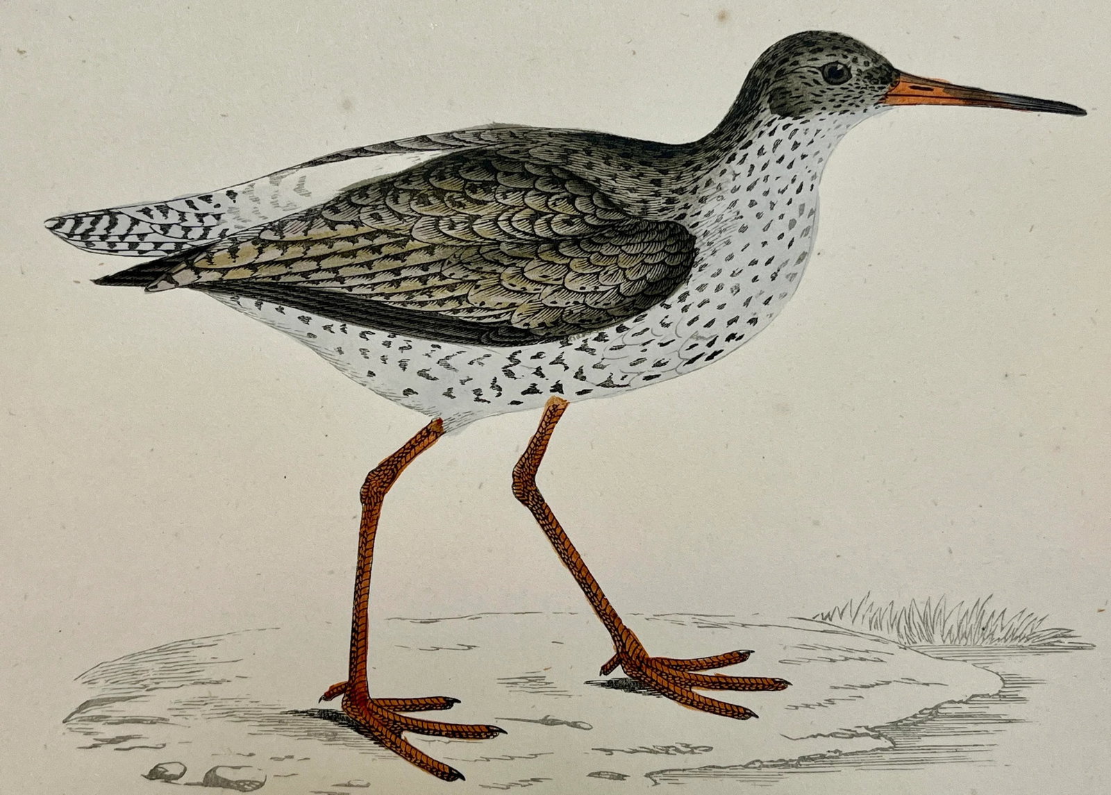 Antique Bird Print From England Showcasing a Red Shank - Circa 1880 - 3