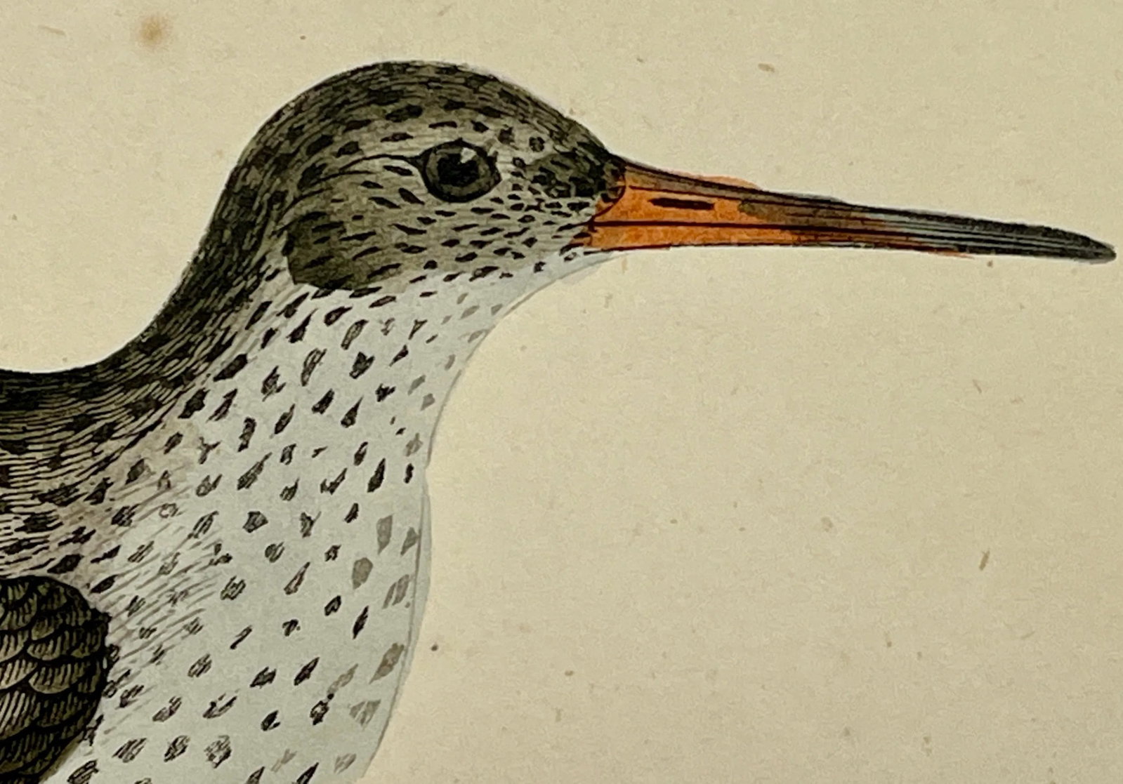 Antique Bird Print From England Showcasing a Red Shank - Circa 1880 - 4