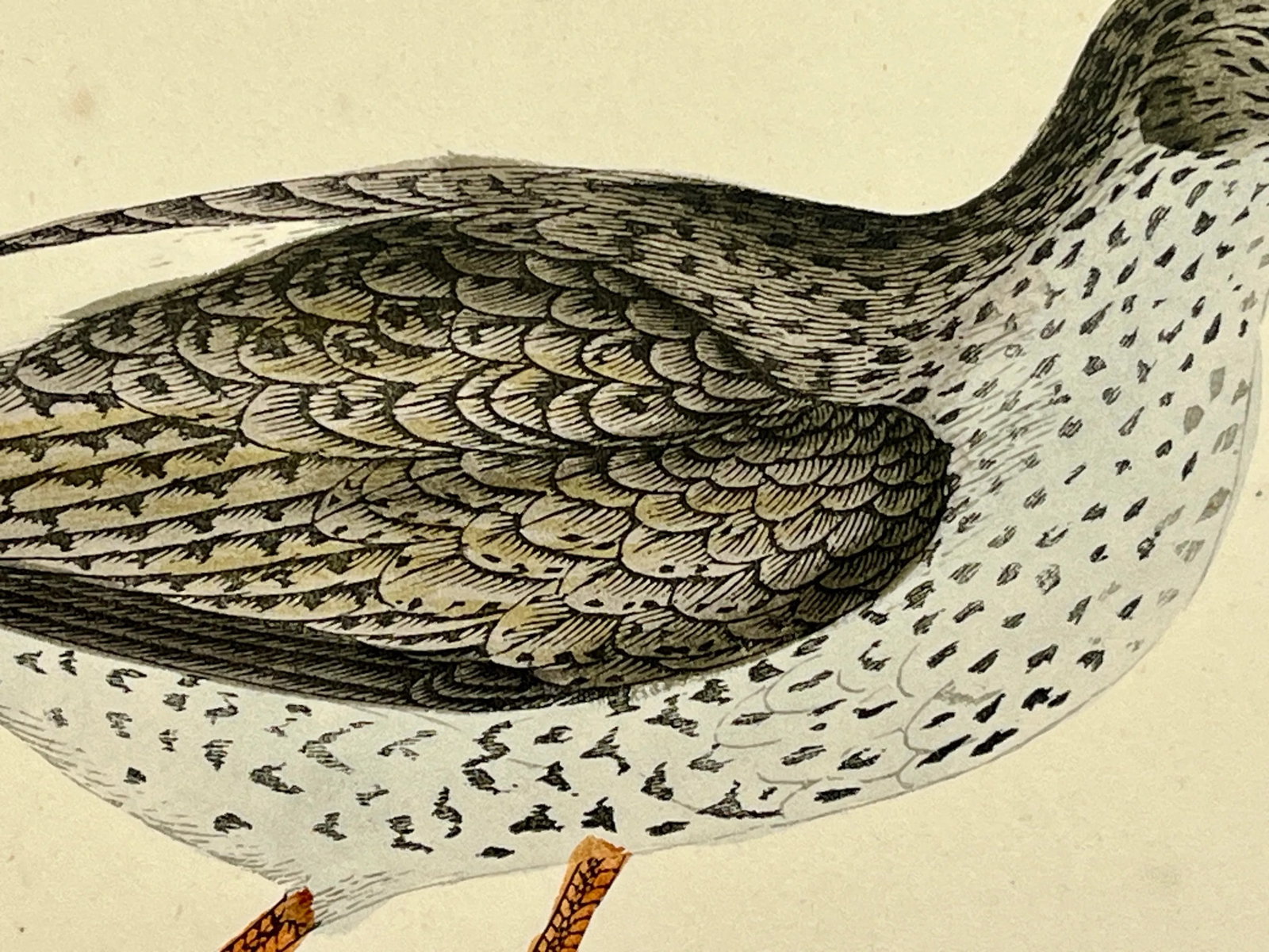 Antique Bird Print From England Showcasing a Red Shank - Circa 1880 - 5