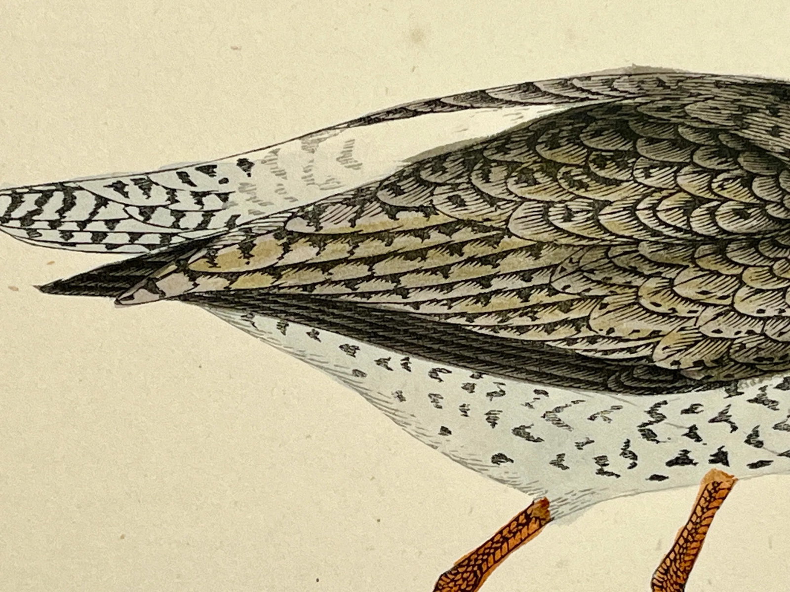 Antique Bird Print From England Showcasing a Red Shank - Circa 1880 - 6