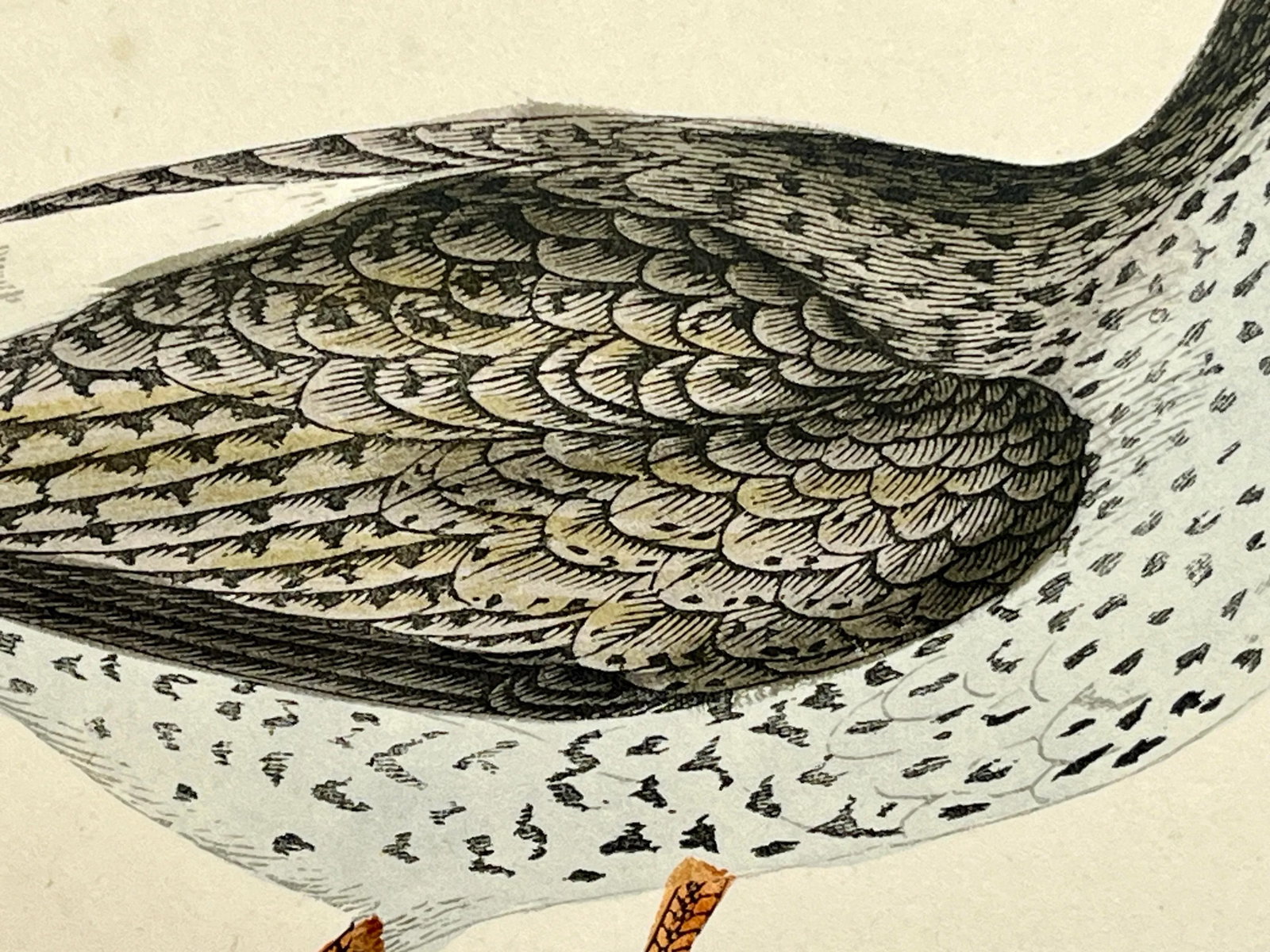 Antique Bird Print From England Showcasing a Red Shank - Circa 1880 - 7