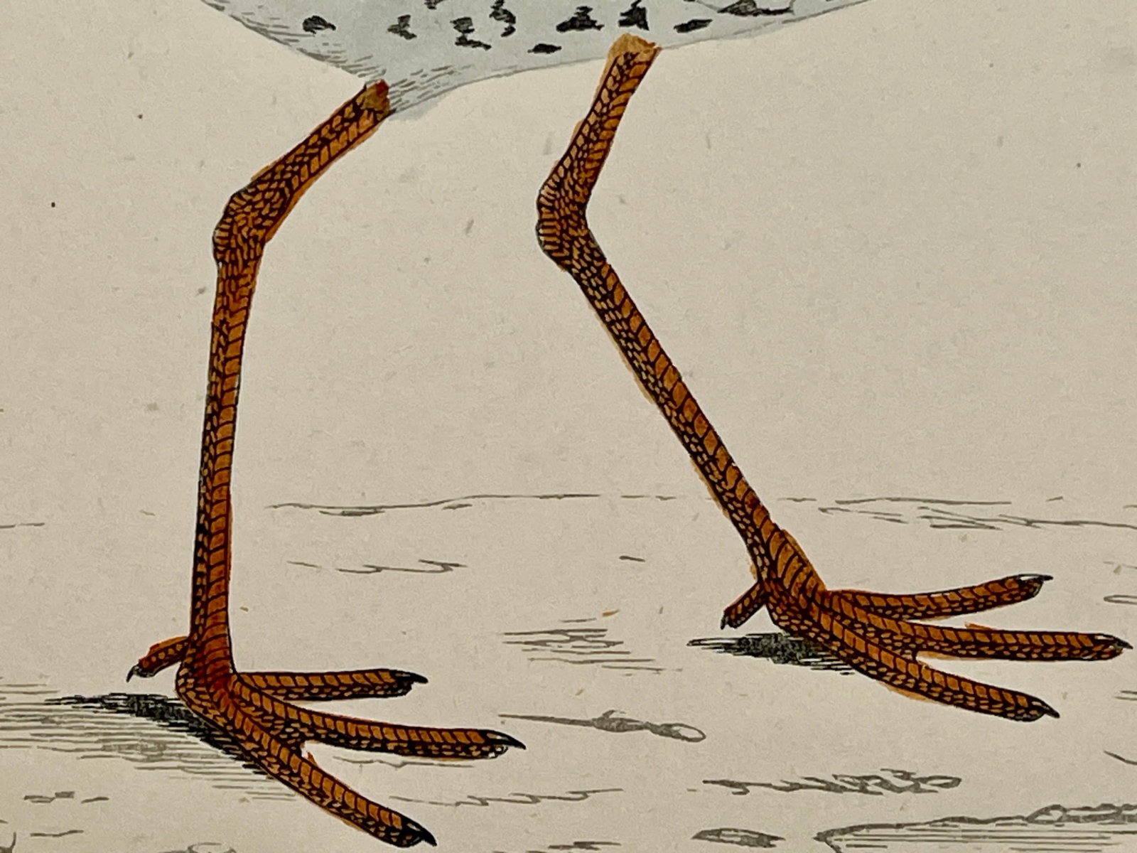 Antique Bird Print From England Showcasing a Red Shank - Circa 1880 - 8
