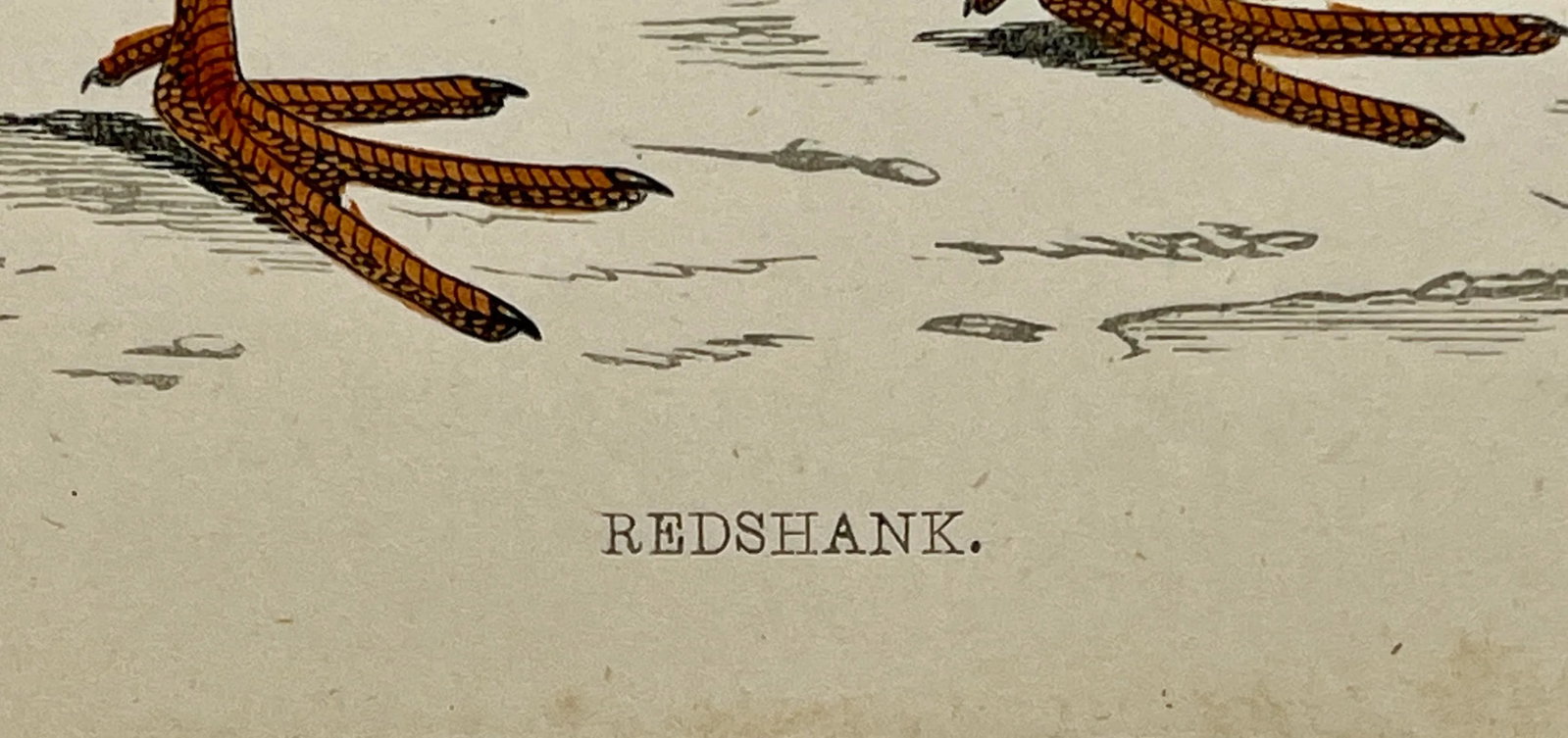 Antique Bird Print From England Showcasing a Red Shank - Circa 1880 - 9